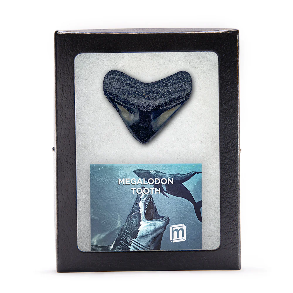 Megalodon Tooth (Boxed Sizes) Polished - Image 5