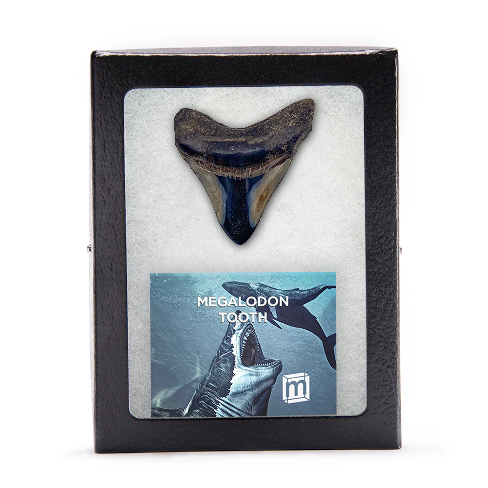 Megalodon Tooth (Boxed Sizes) Polished - Image 6