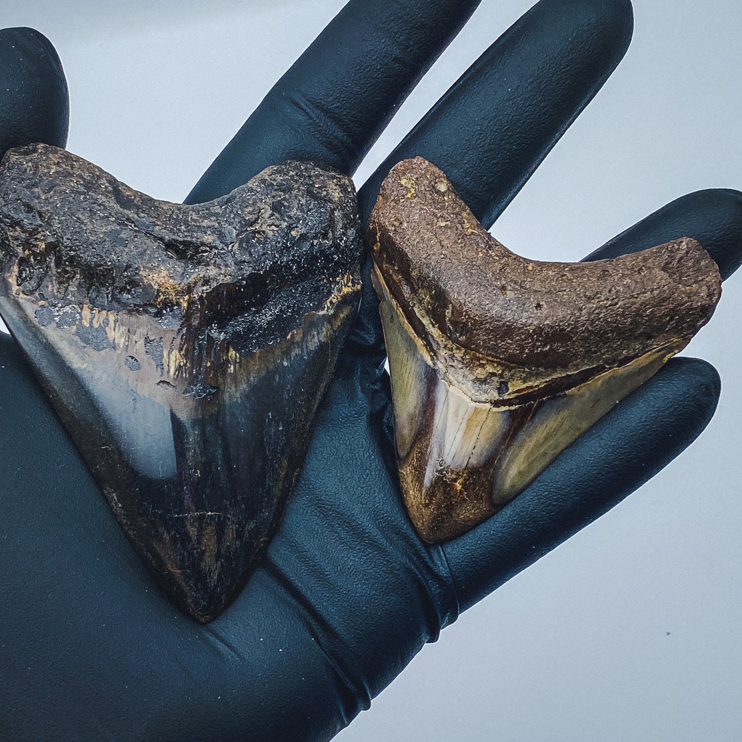 Megalodon Tooth (Boxed Sizes) Polished - Image 7