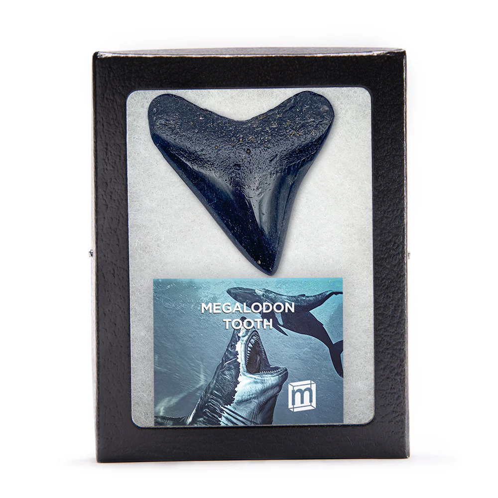 Megalodon Tooth (Boxed Sizes) Polished - Image 8