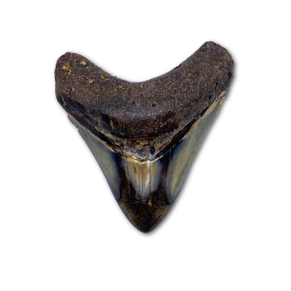 Megalodon Tooth (Boxed Sizes) Polished - Image 9