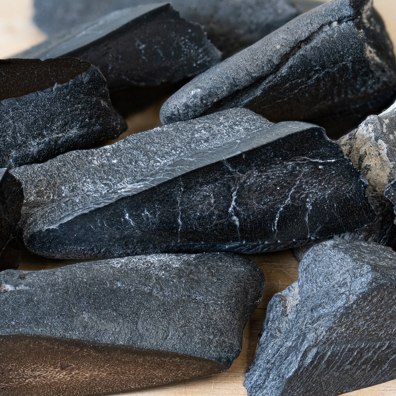 Polished Megalodon Tooth Root - Image 10