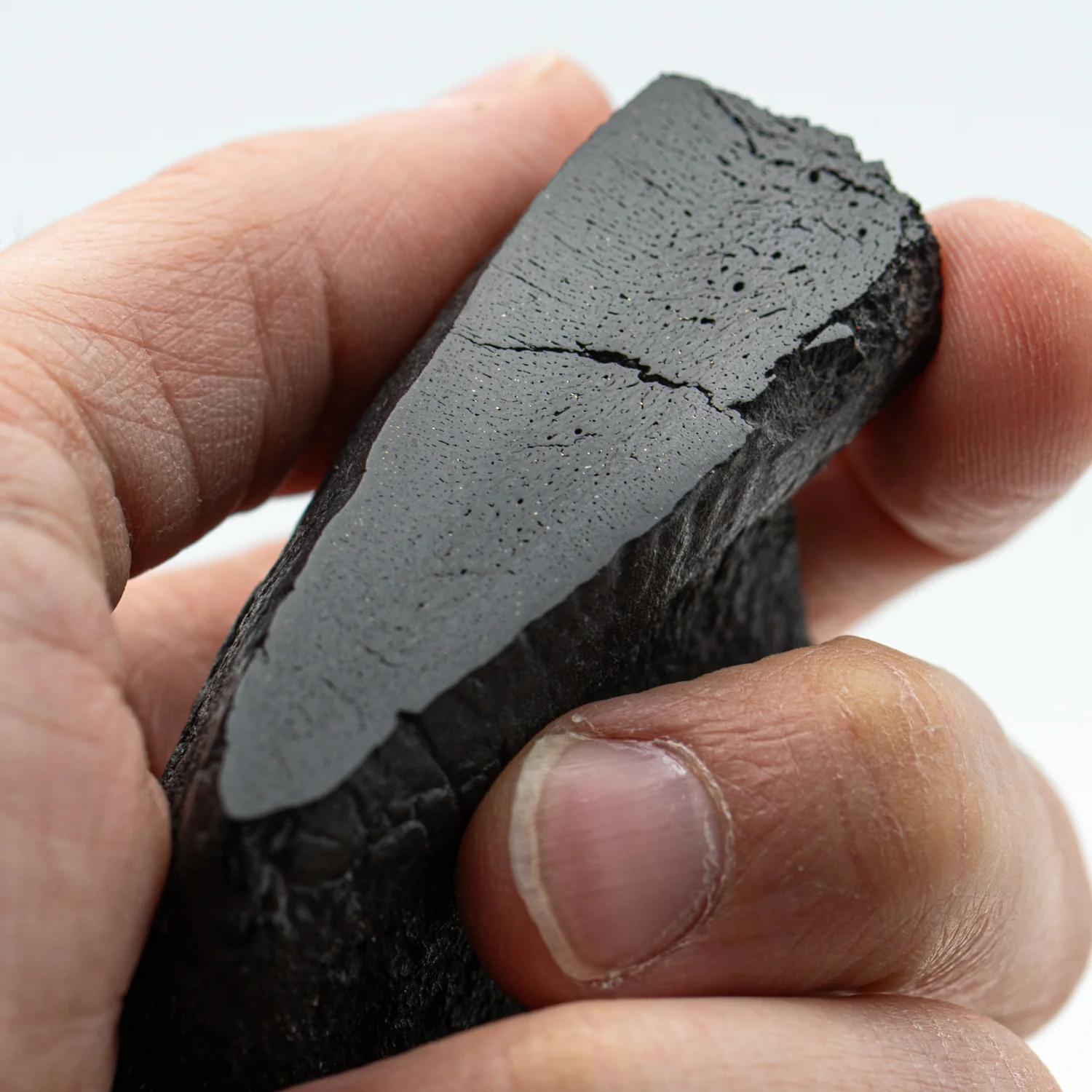 Polished Megalodon Tooth Root - Image 2
