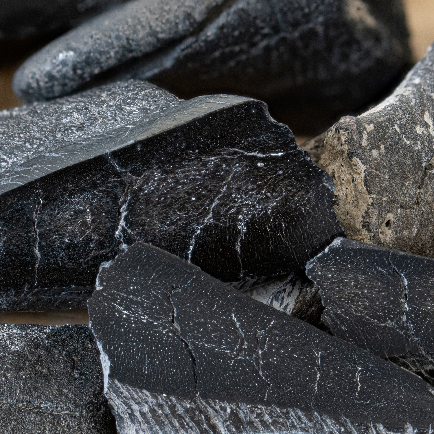 Polished Megalodon Tooth Root - Image 3