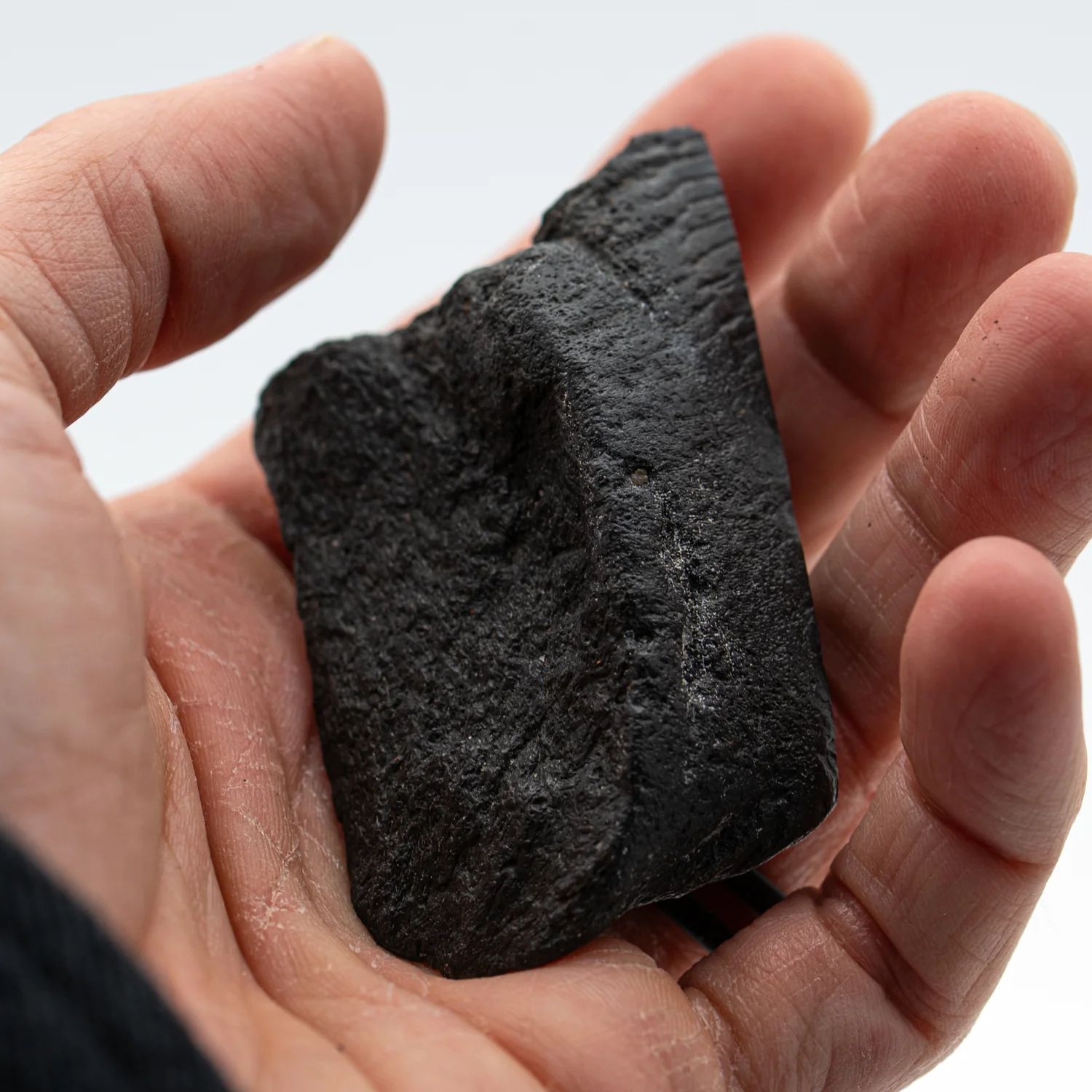 Polished Megalodon Tooth Root - Image 4
