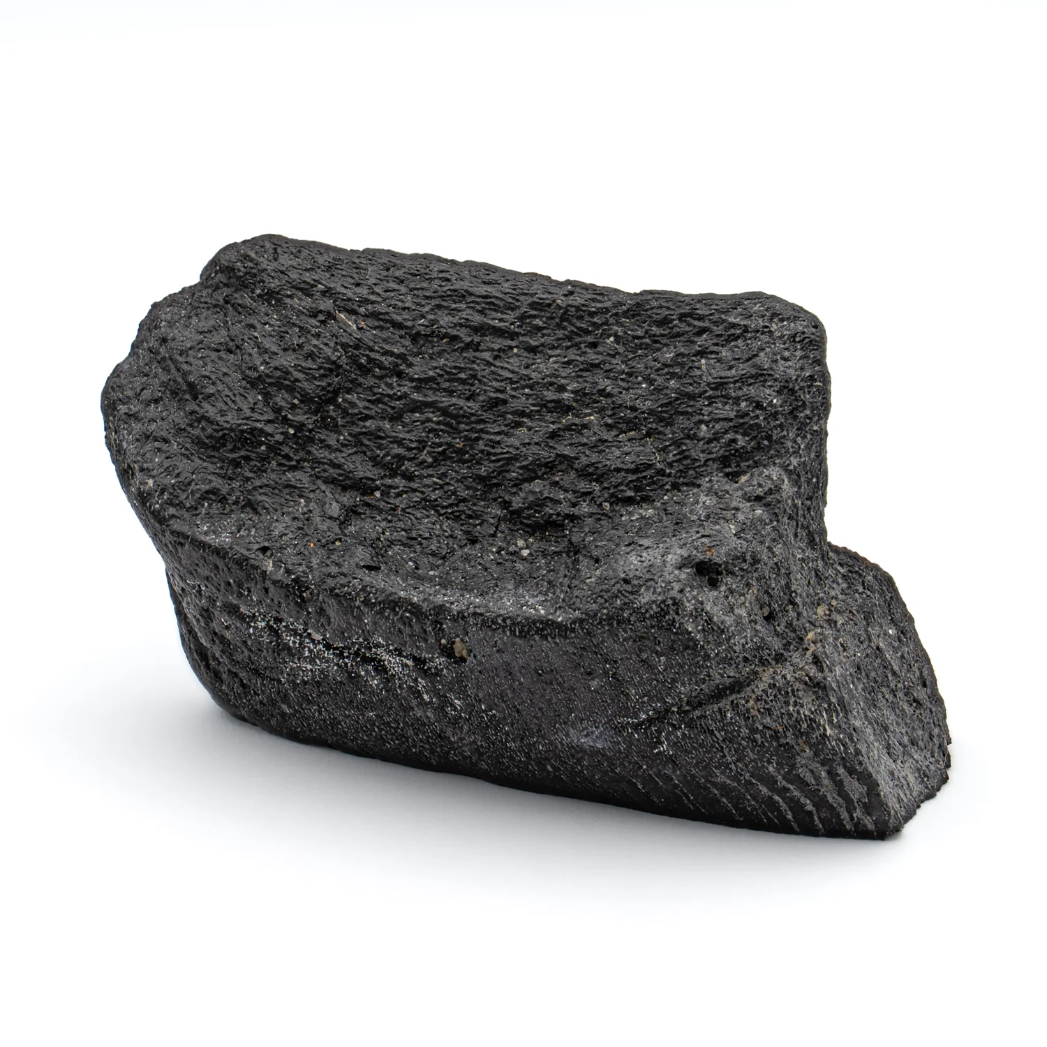 Polished Megalodon Tooth Root - Image 5