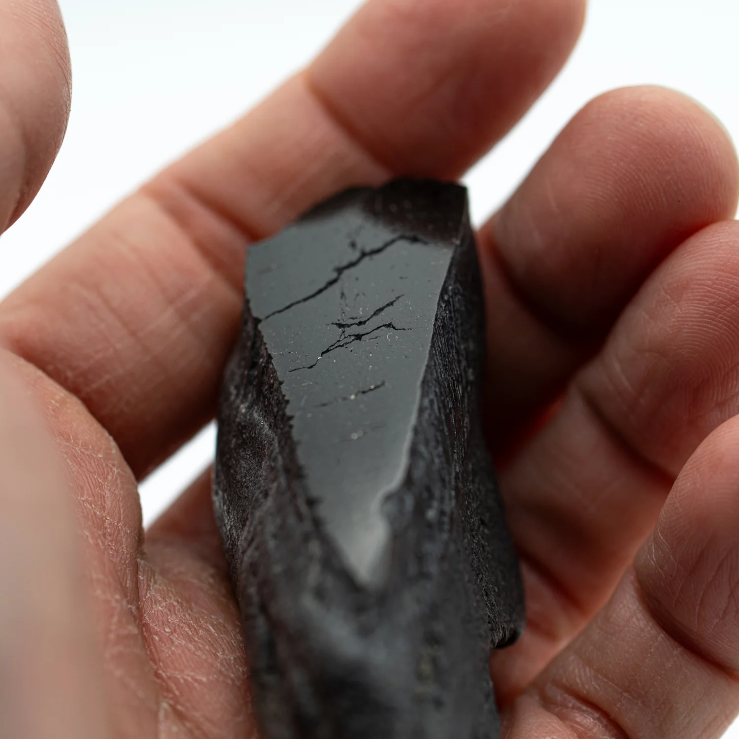 Polished Megalodon Tooth Root - Image 6
