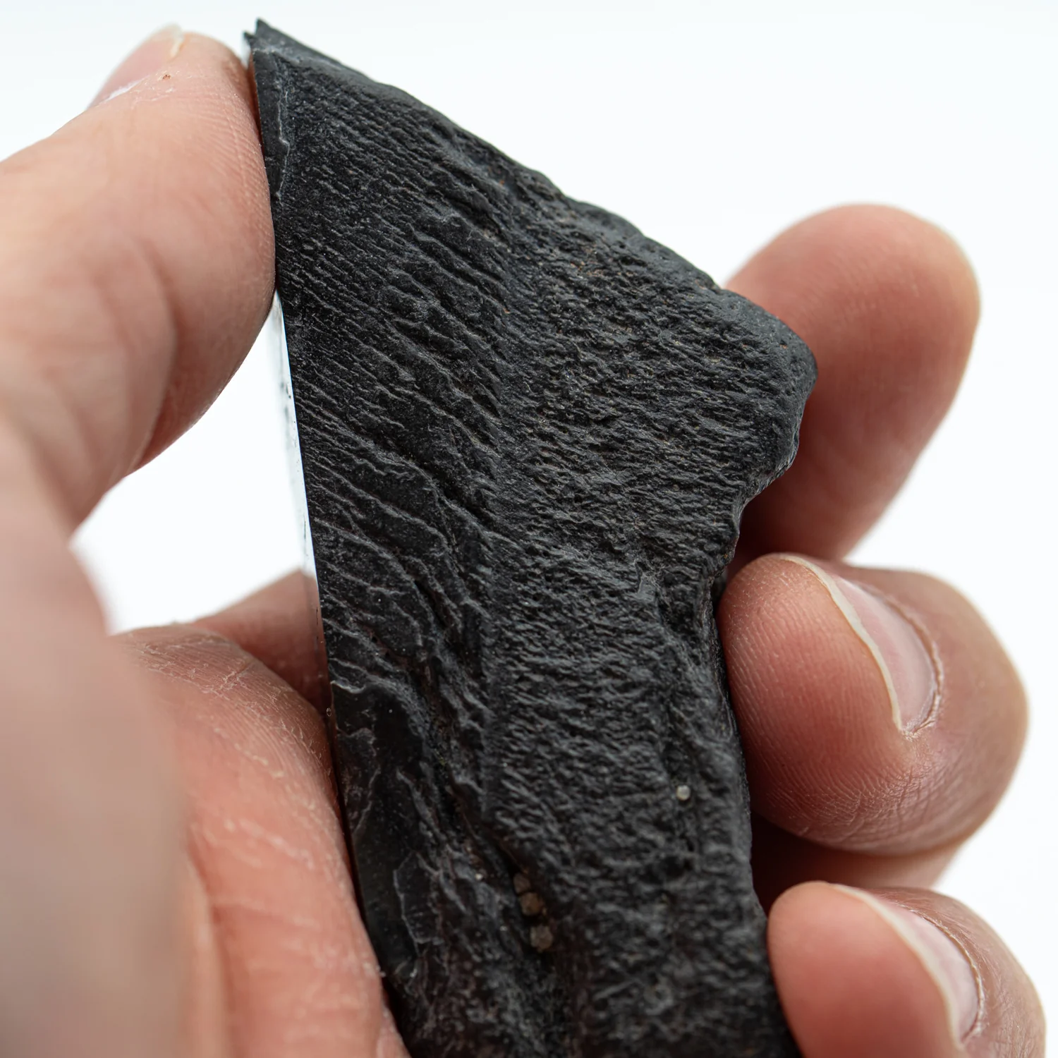 Polished Megalodon Tooth Root - Image 7