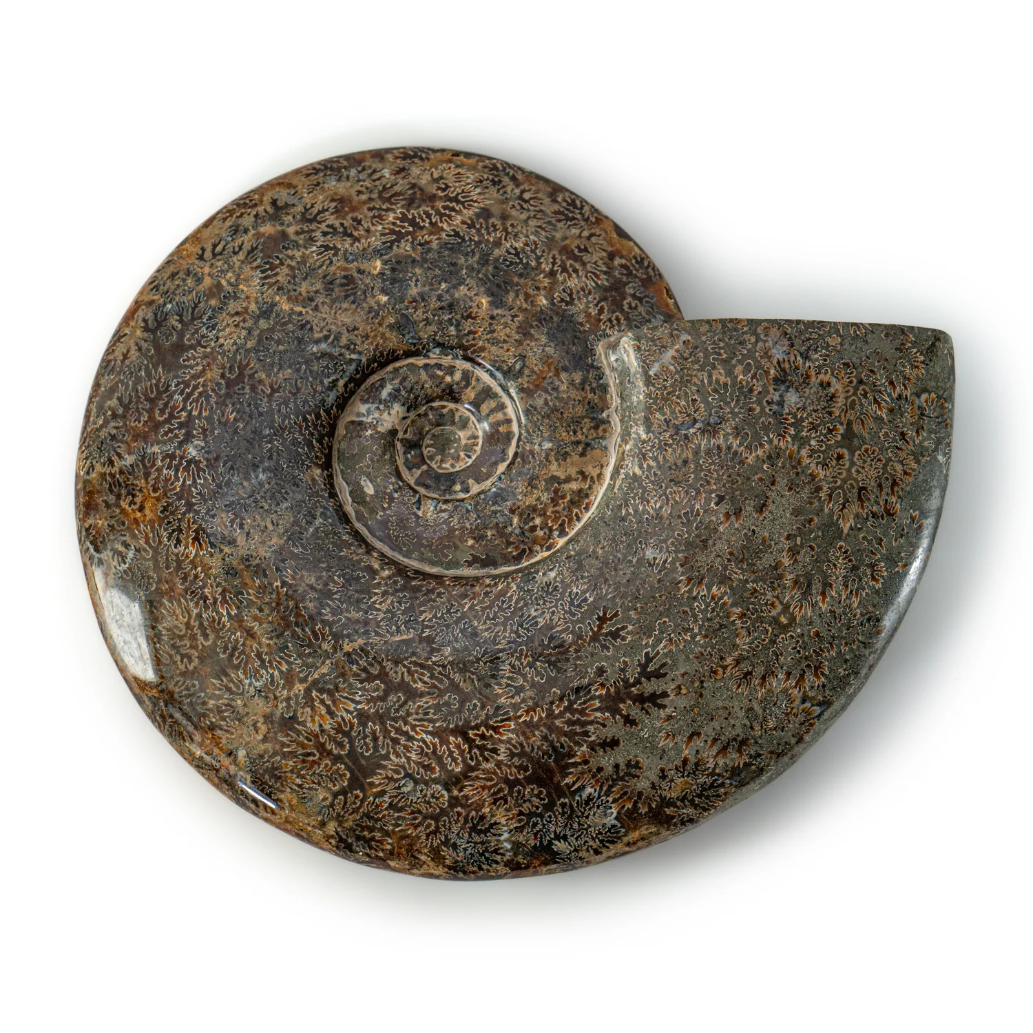 Polished Sutured Ammonite - SOLD 11.02" Cleoniceras - Image 2