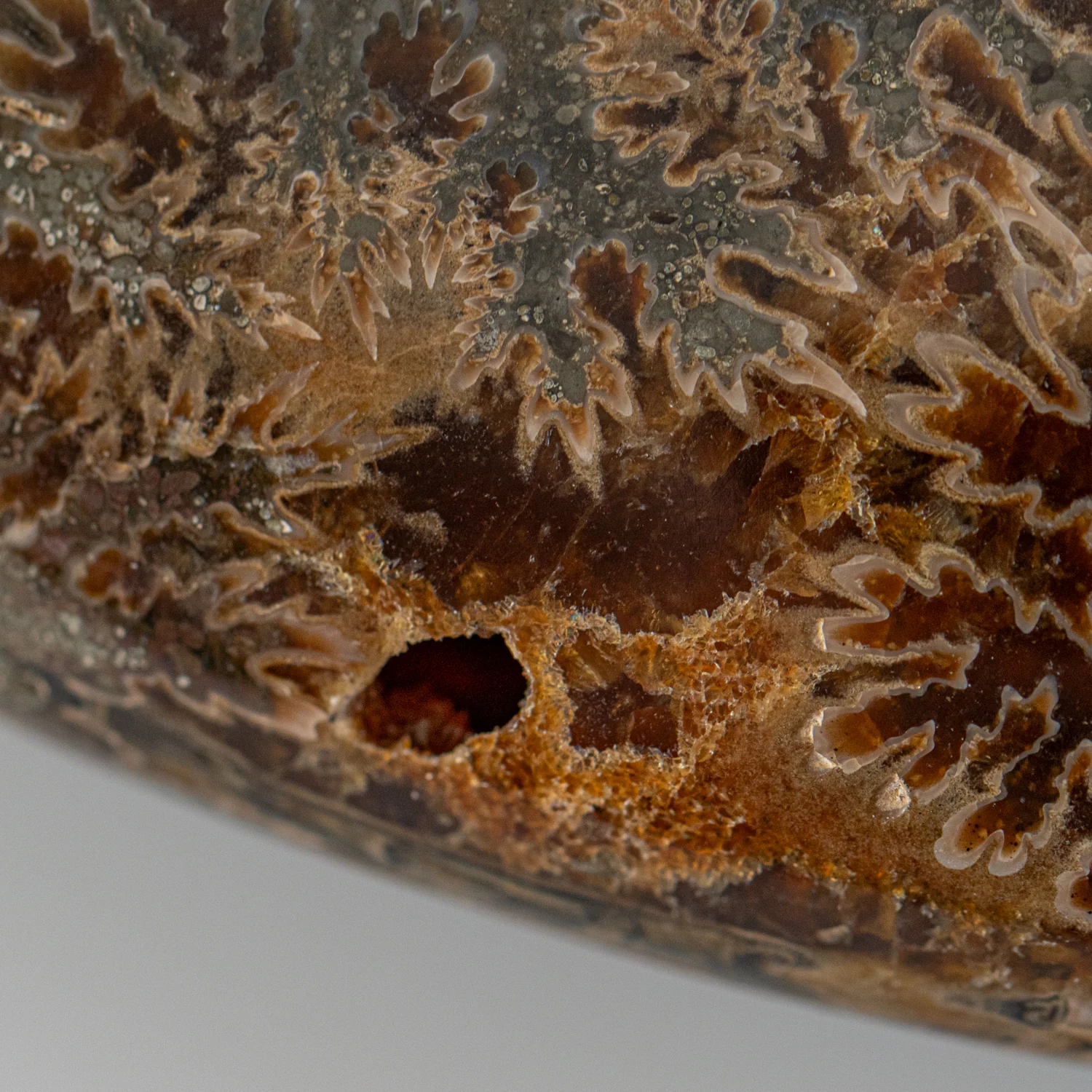 Polished Sutured Ammonite - SOLD 11.02" Cleoniceras - Image 3