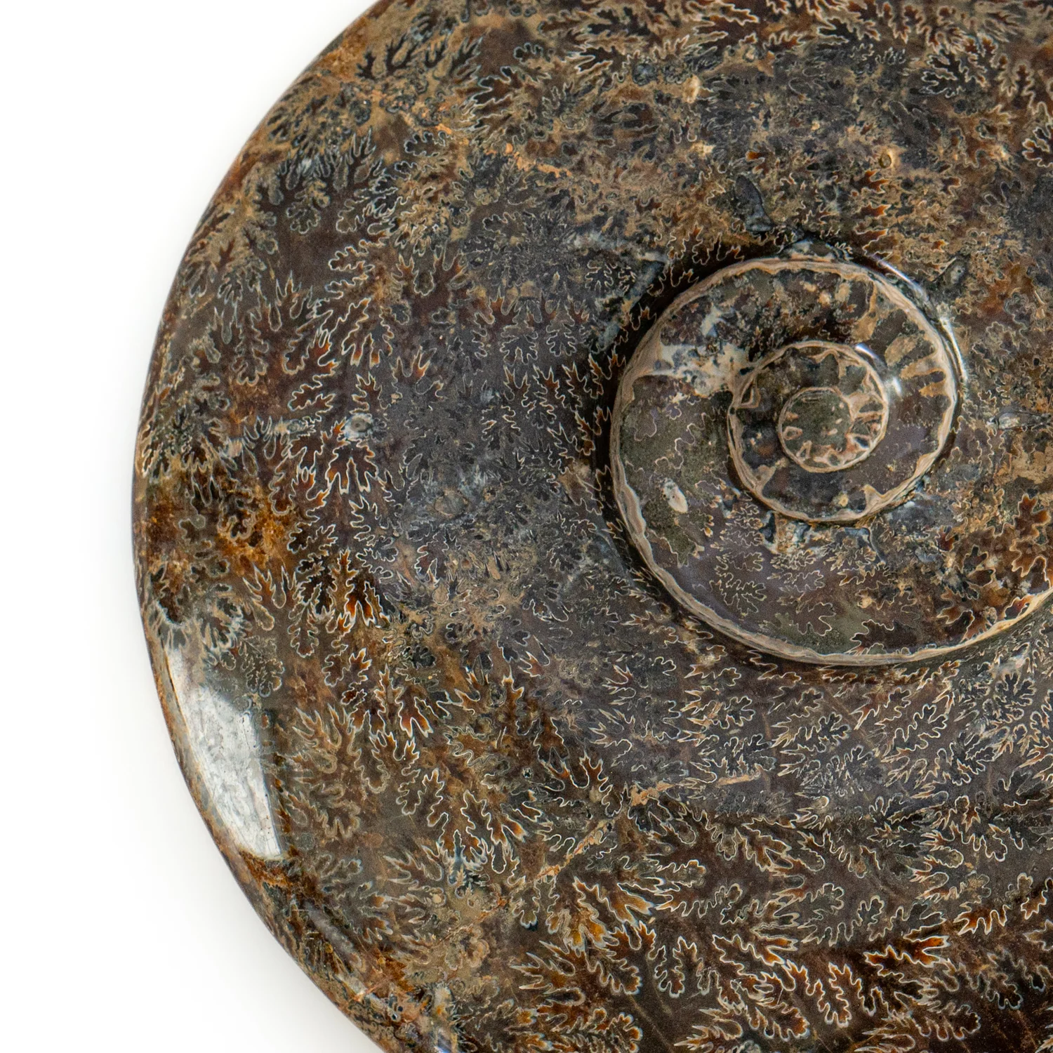 Polished Sutured Ammonite - SOLD 11.02" Cleoniceras - Image 4