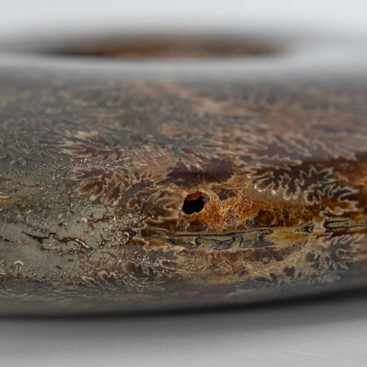 Polished Sutured Ammonite - SOLD 11.02" Cleoniceras - Image 5