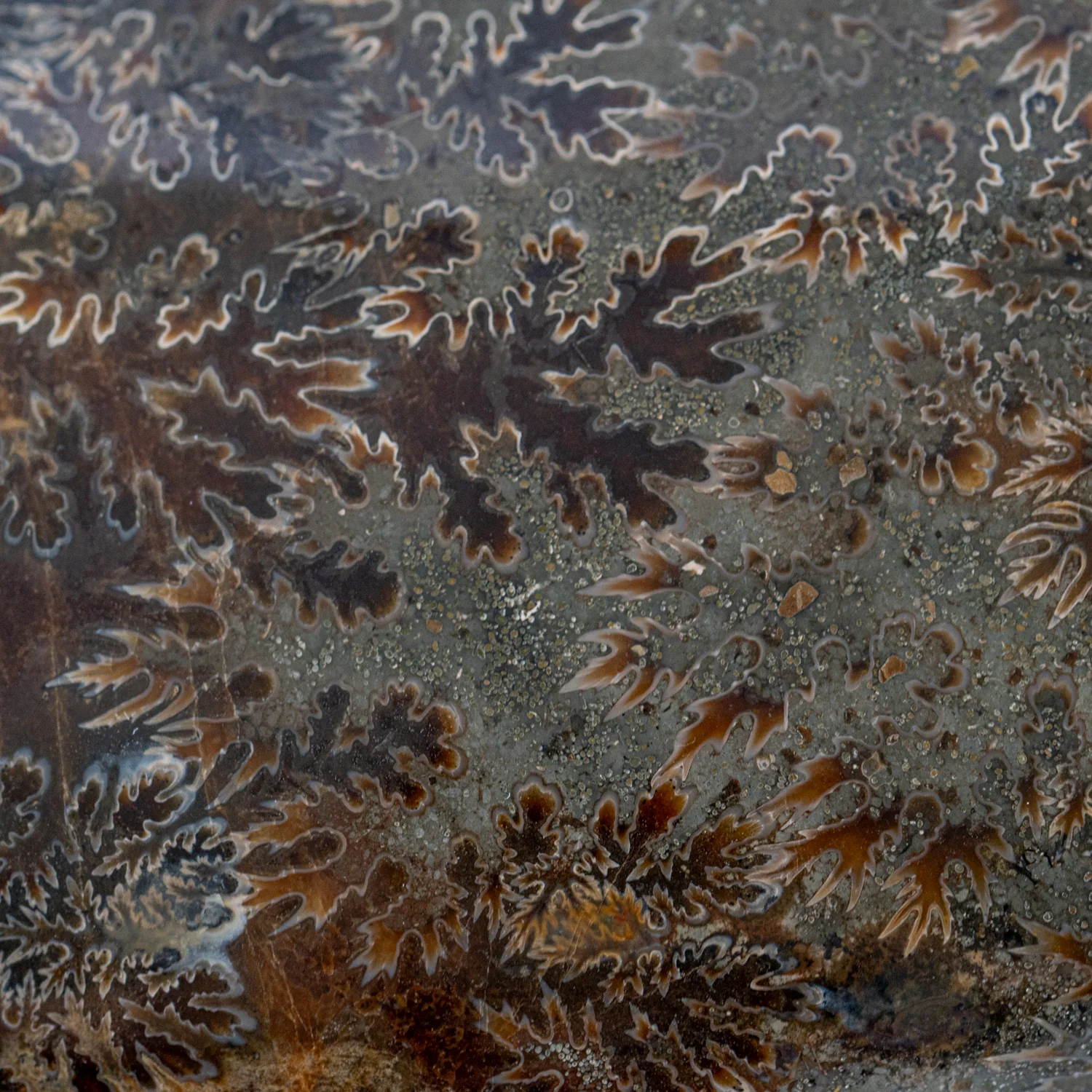 Polished Sutured Ammonite - SOLD 11.02" Cleoniceras - Image 6
