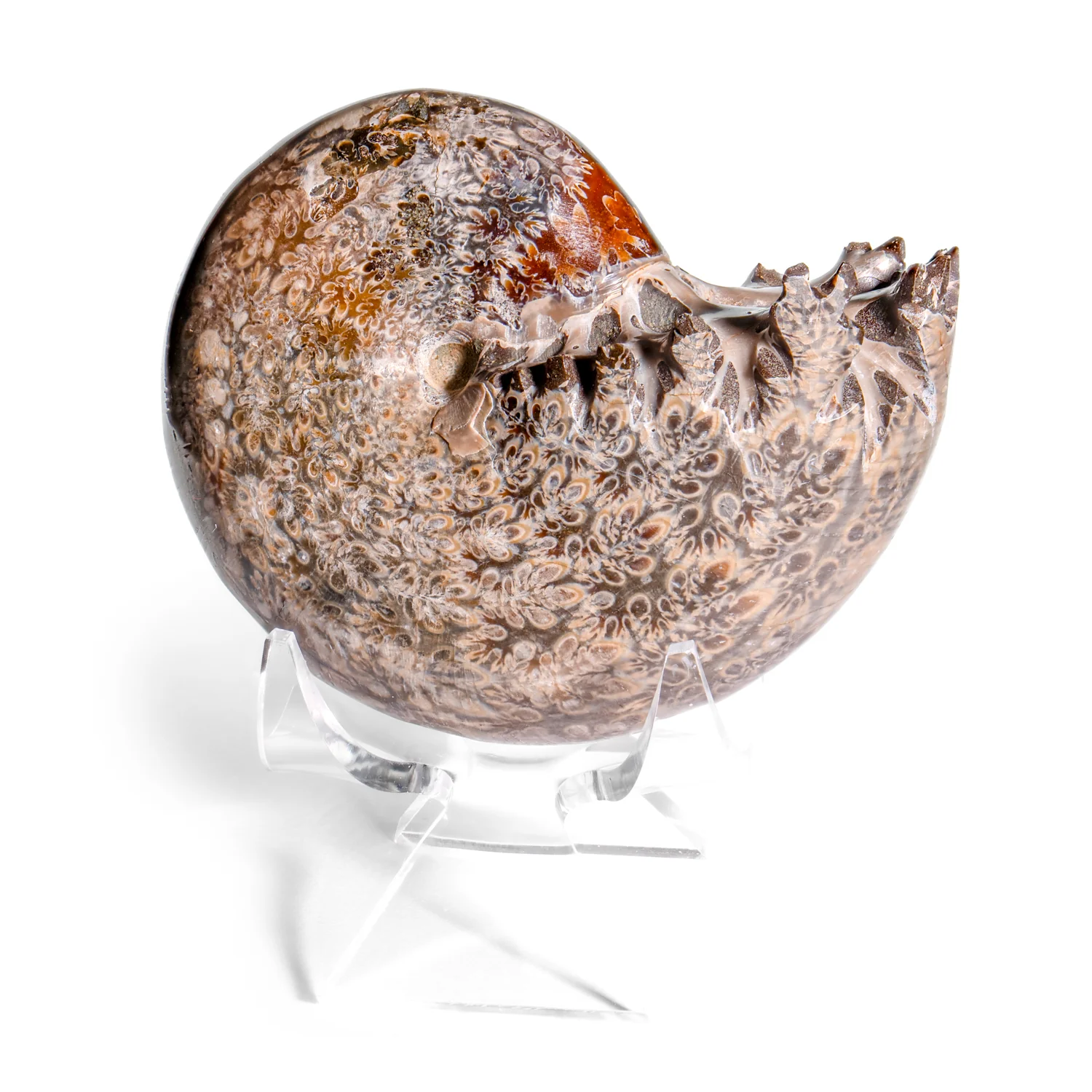 Polished Sutured Ammonite - SOLD 2.73" Phylloceras