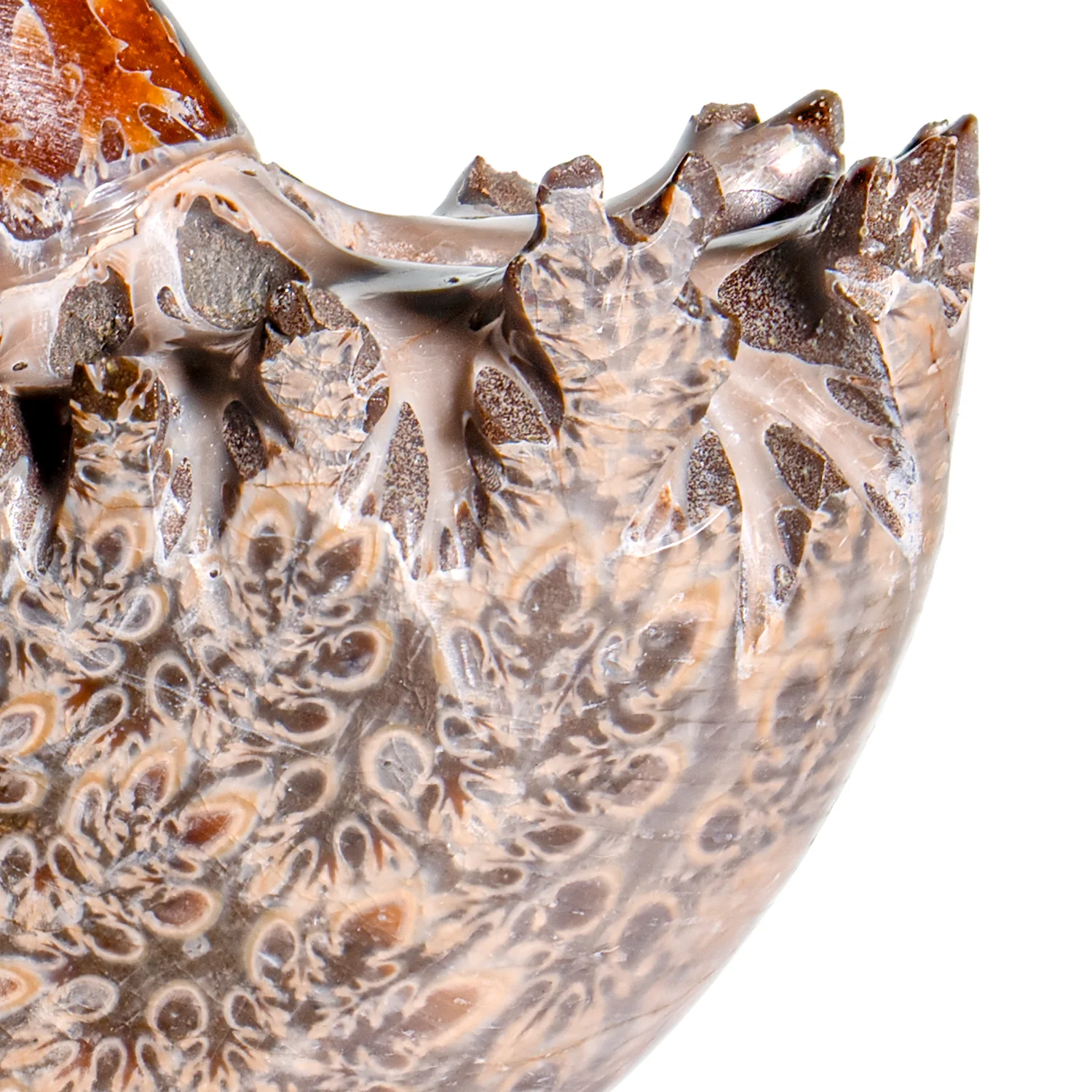 Polished Sutured Ammonite - SOLD 2.73" Phylloceras - Image 2