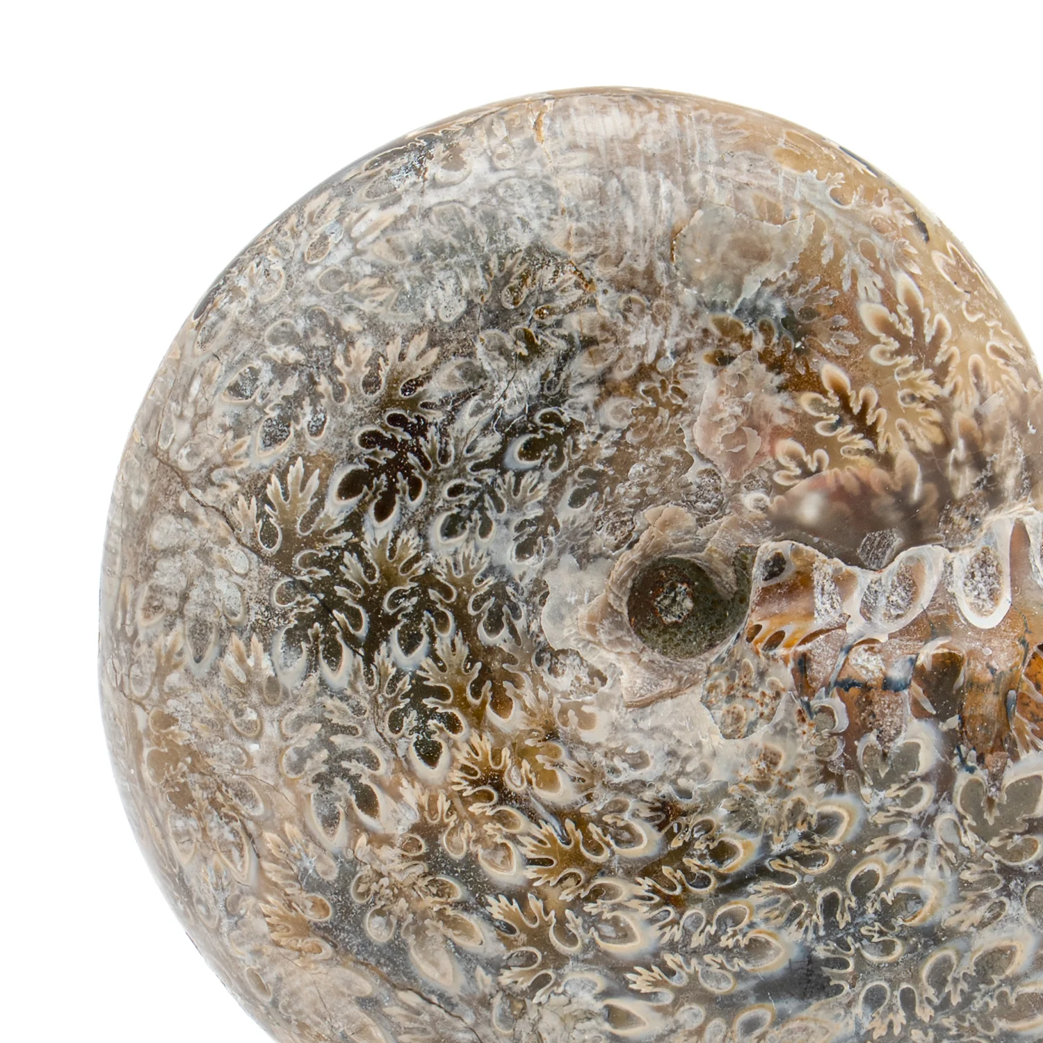 Polished Sutured Ammonite - 2.807" Phylloceras - Image 2