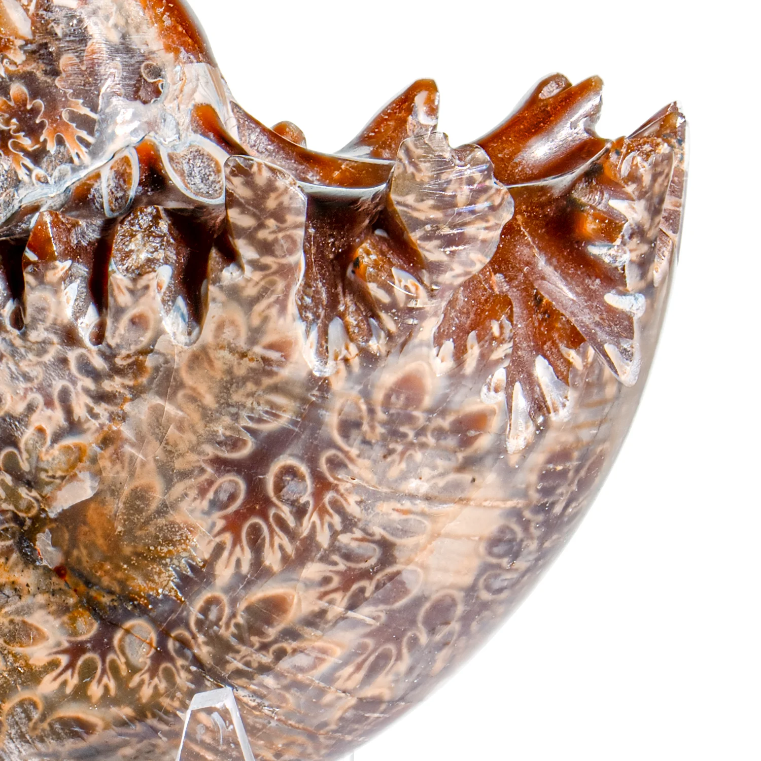 Polished Sutured Ammonite - SOLD 2.81" Phylloceras - Image 2
