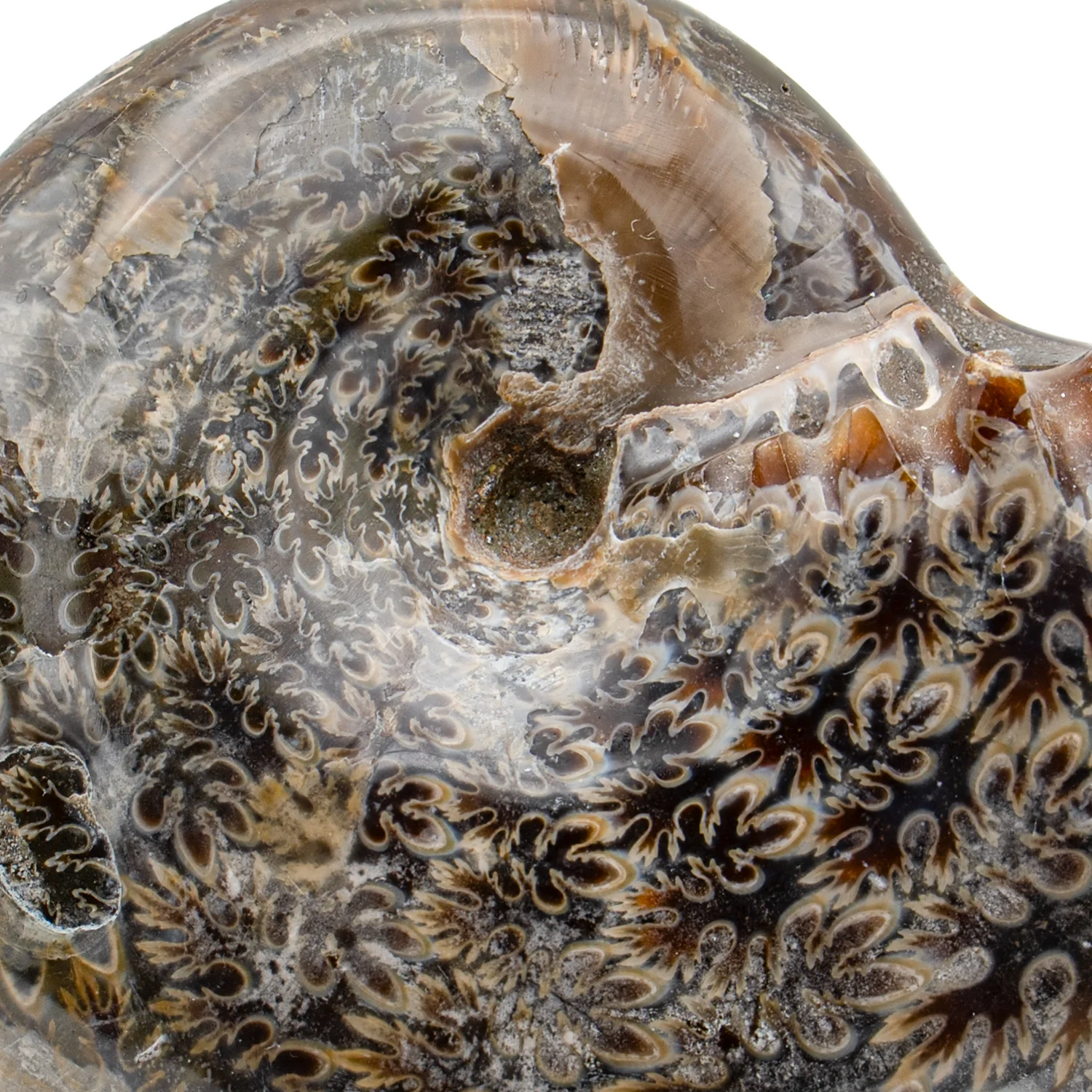 Polished Sutured Ammonite - 2.811" Phylloceras - Image 2