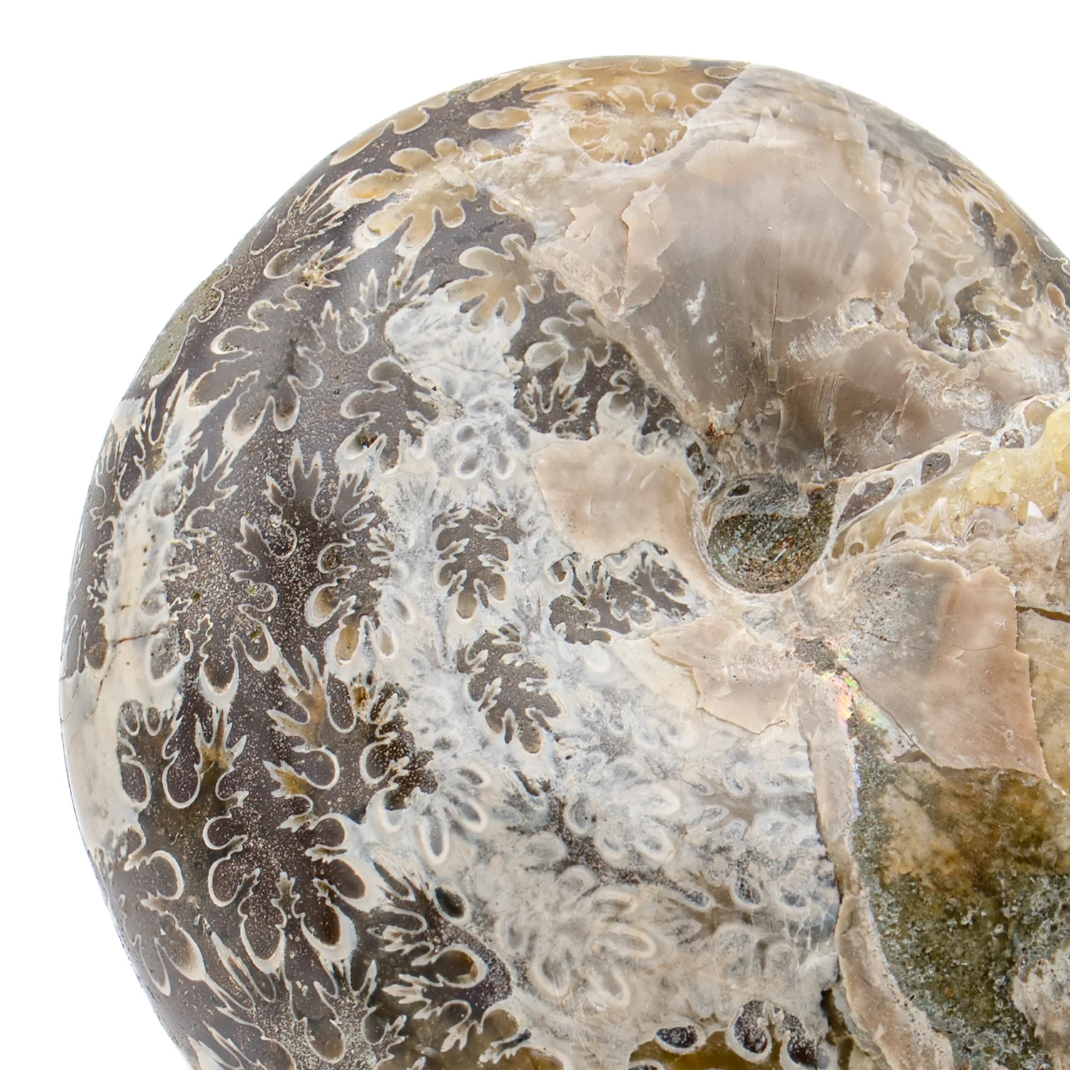 Polished Sutured Ammonite - 2.835" Phylloceras - Image 2