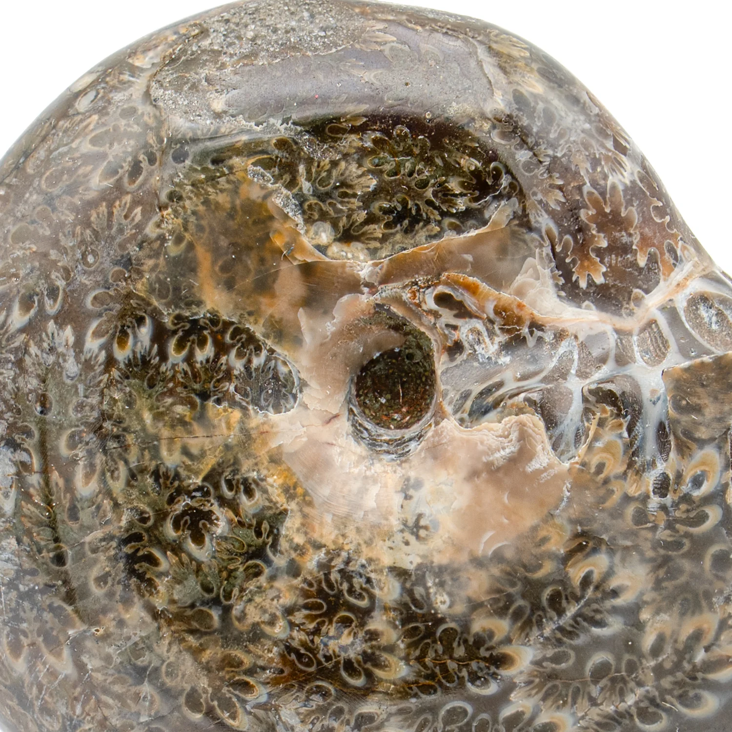 Polished Sutured Ammonite - 2.838" Phylloceras - Image 2