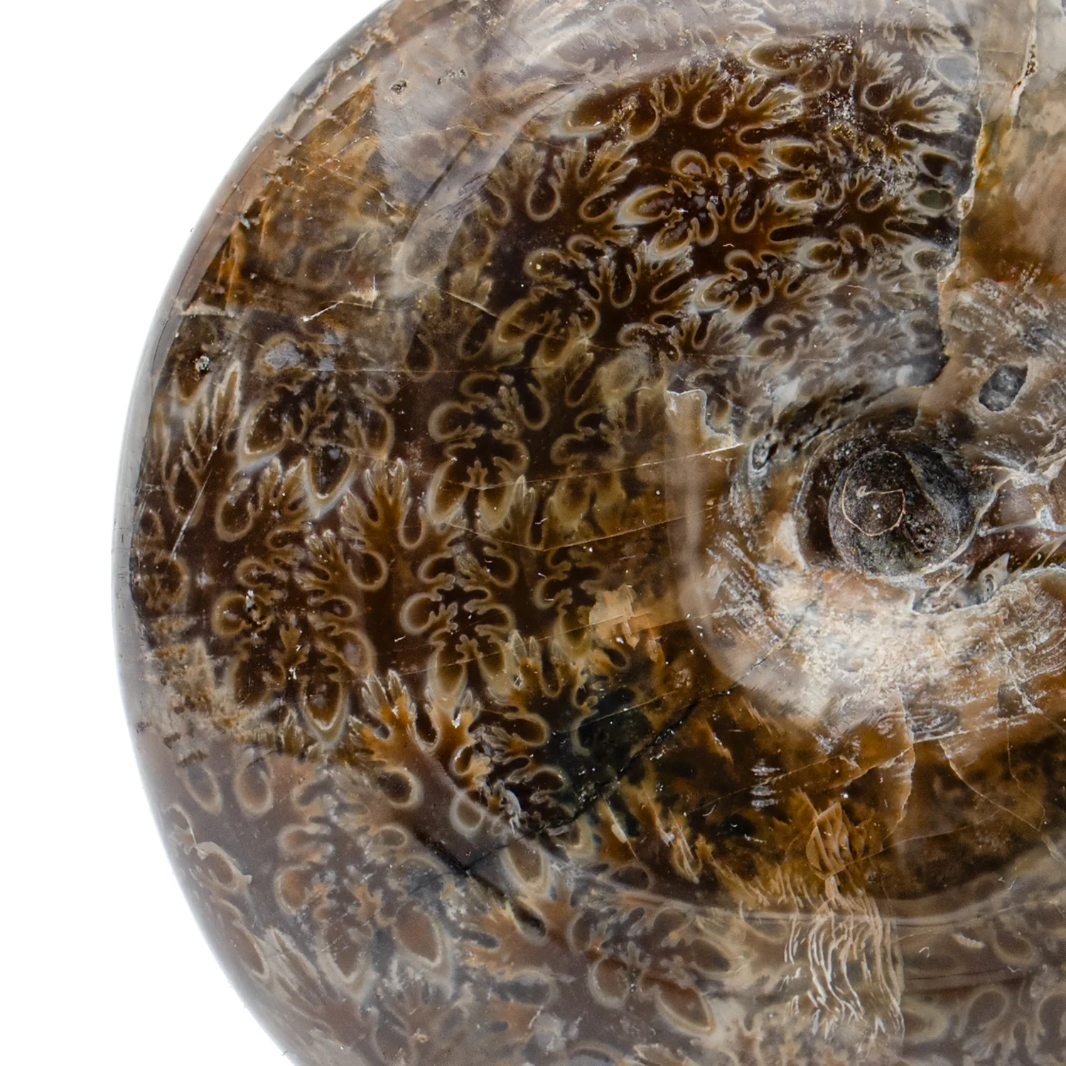 Polished Sutured Ammonite - 2.849" Phylloceras - Image 2