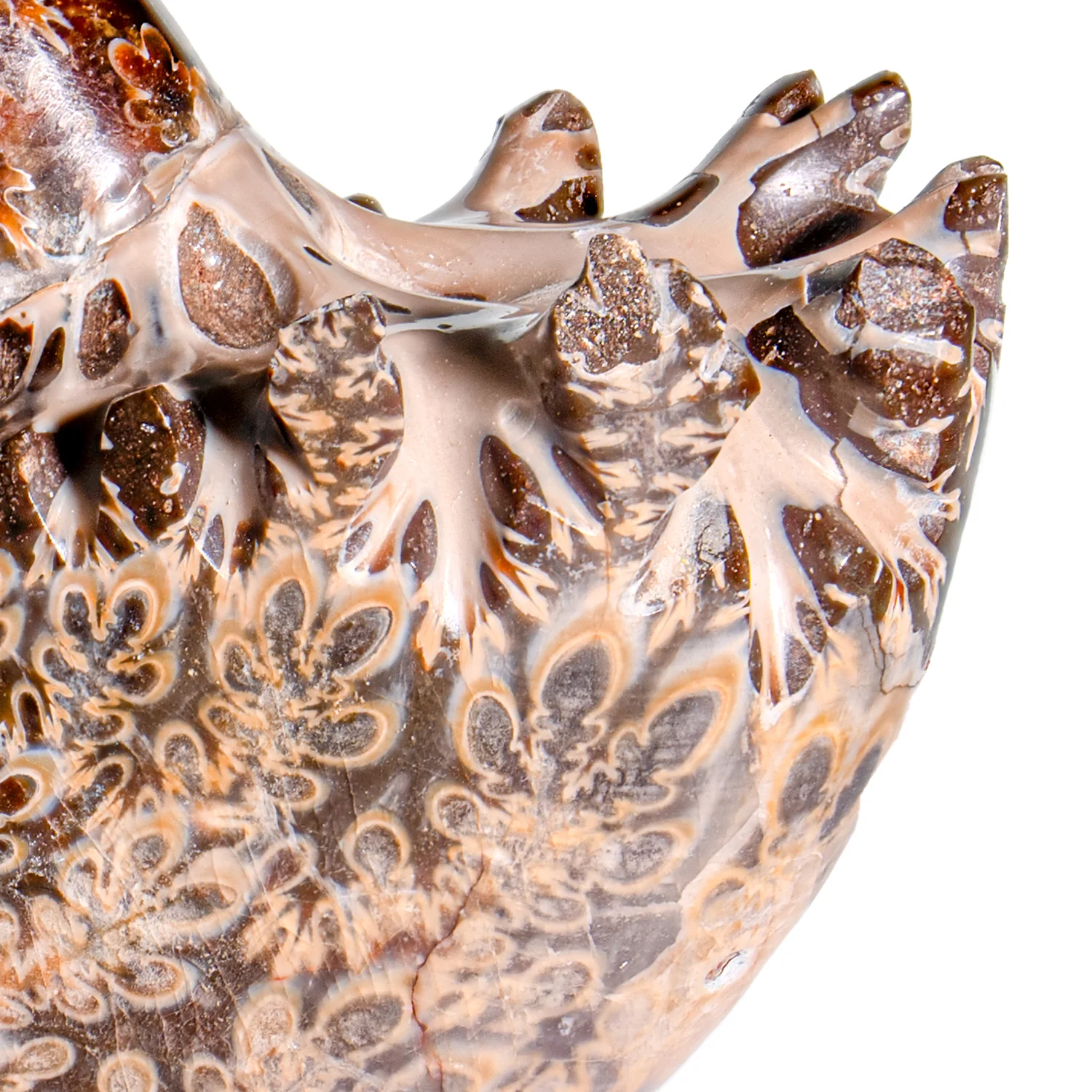 Polished Sutured Ammonite - SOLD 2.86" Phylloceras - Image 2