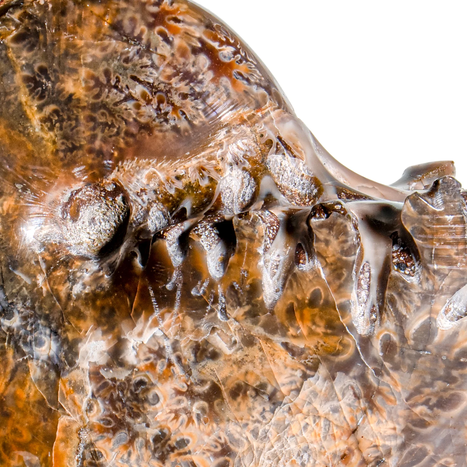 Polished Sutured Ammonite - 2.863" Phylloceras - Image 2