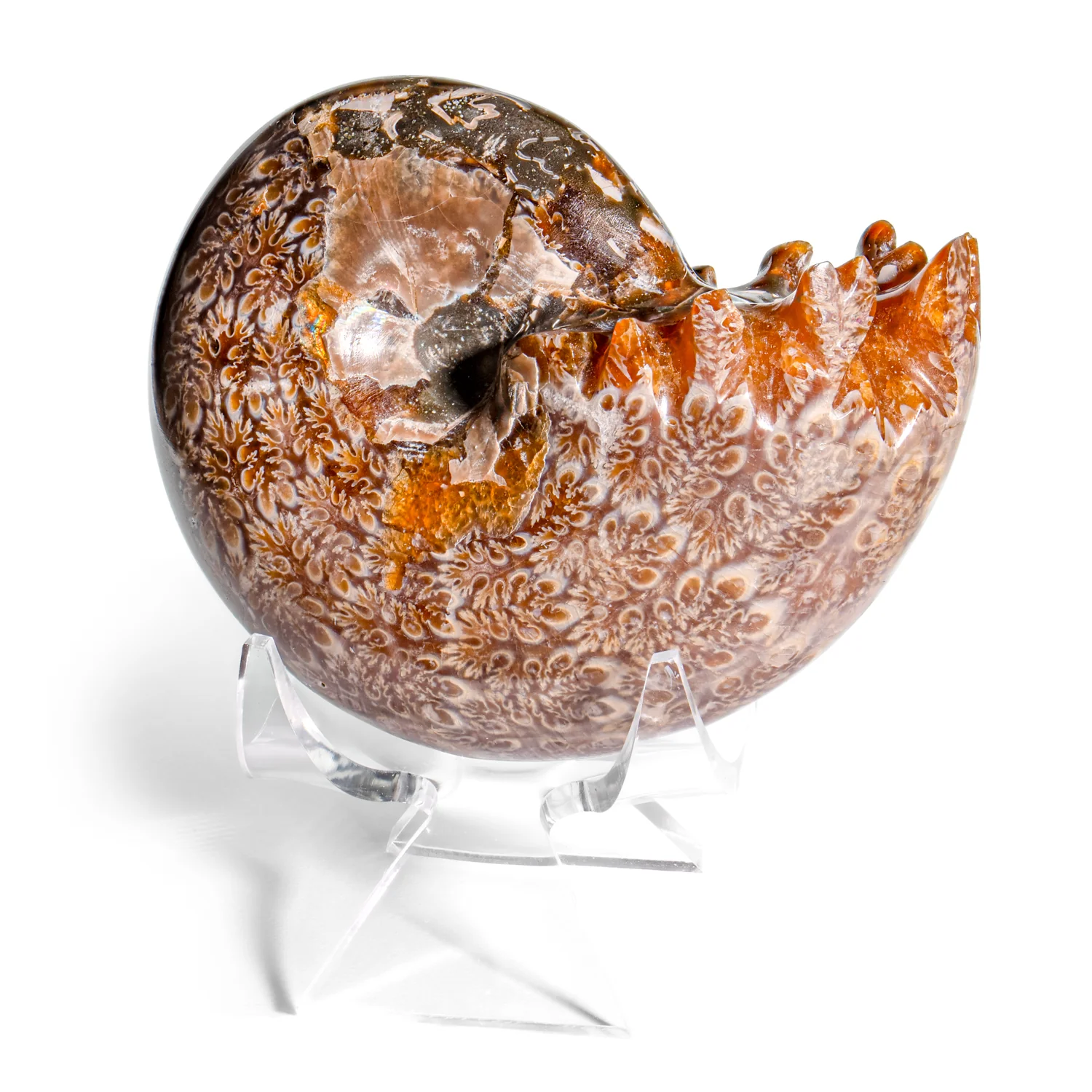 Polished Sutured Ammonite - SOLD 2.87" Phylloceras
