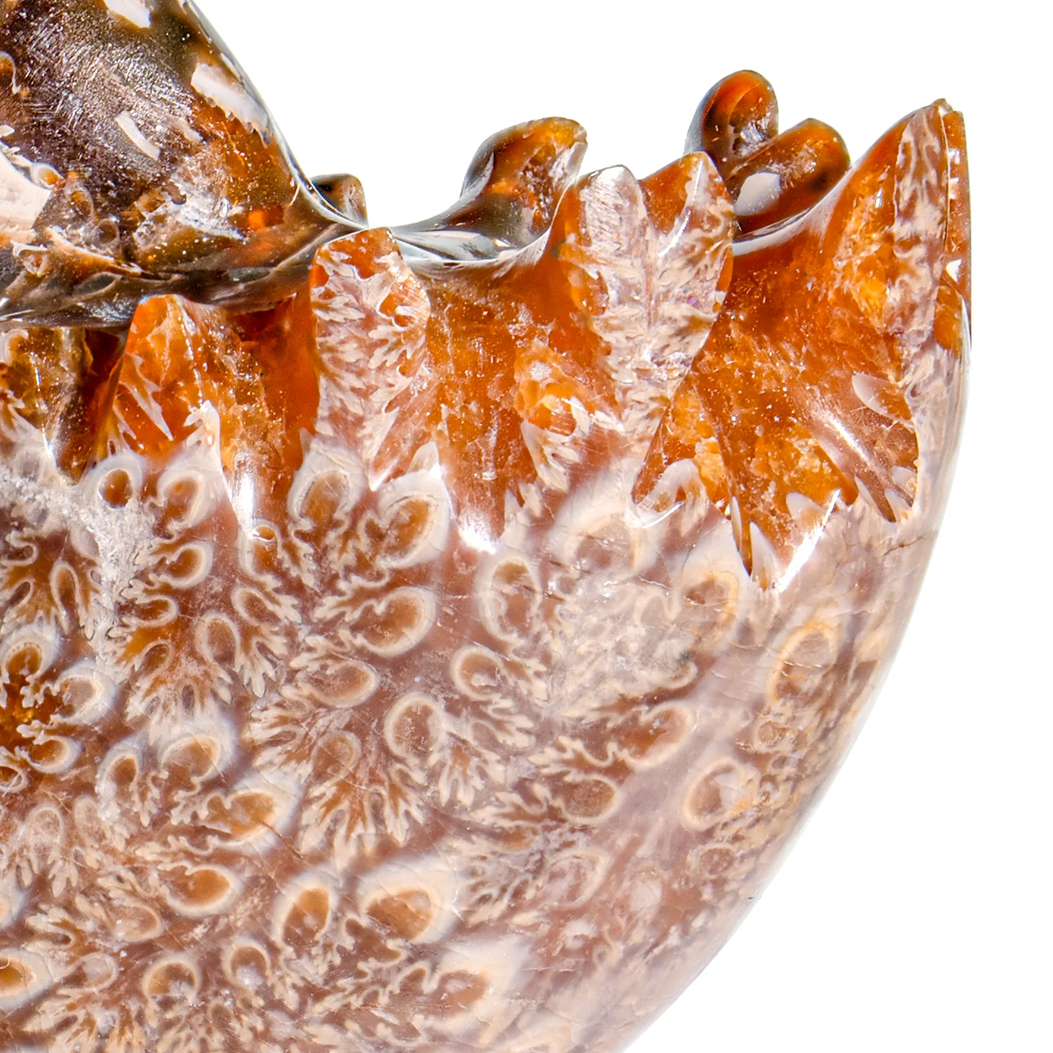 Polished Sutured Ammonite - SOLD 2.87" Phylloceras - Image 2