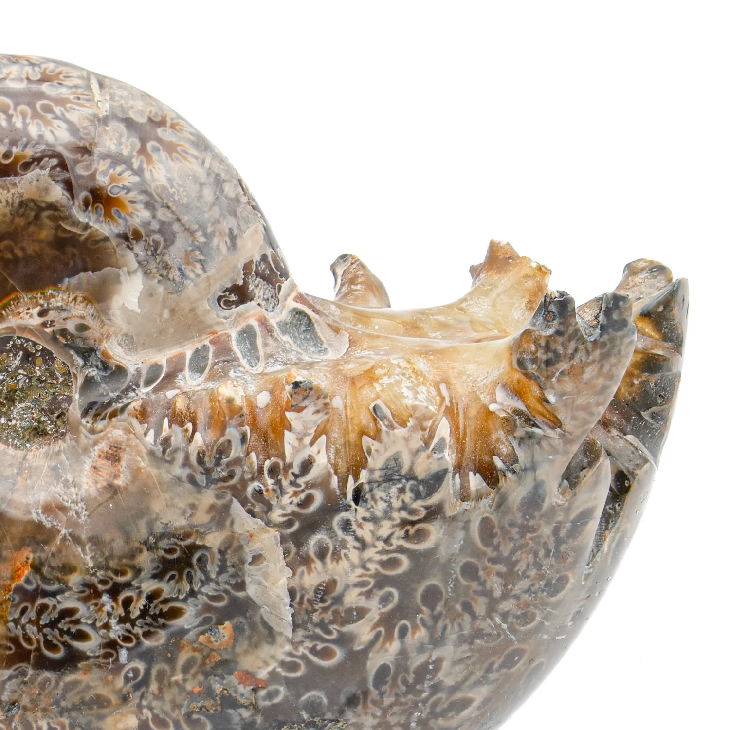 Polished Sutured Ammonite - 2.875" Phylloceras - Image 2