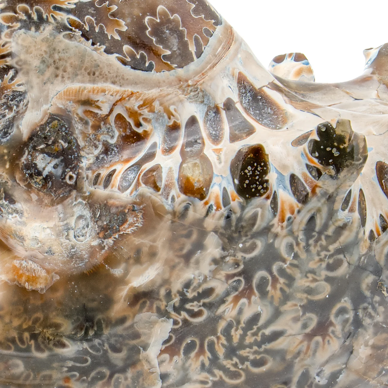 Polished Sutured Ammonite - SOLD 2.904" Phylloceras - Image 2