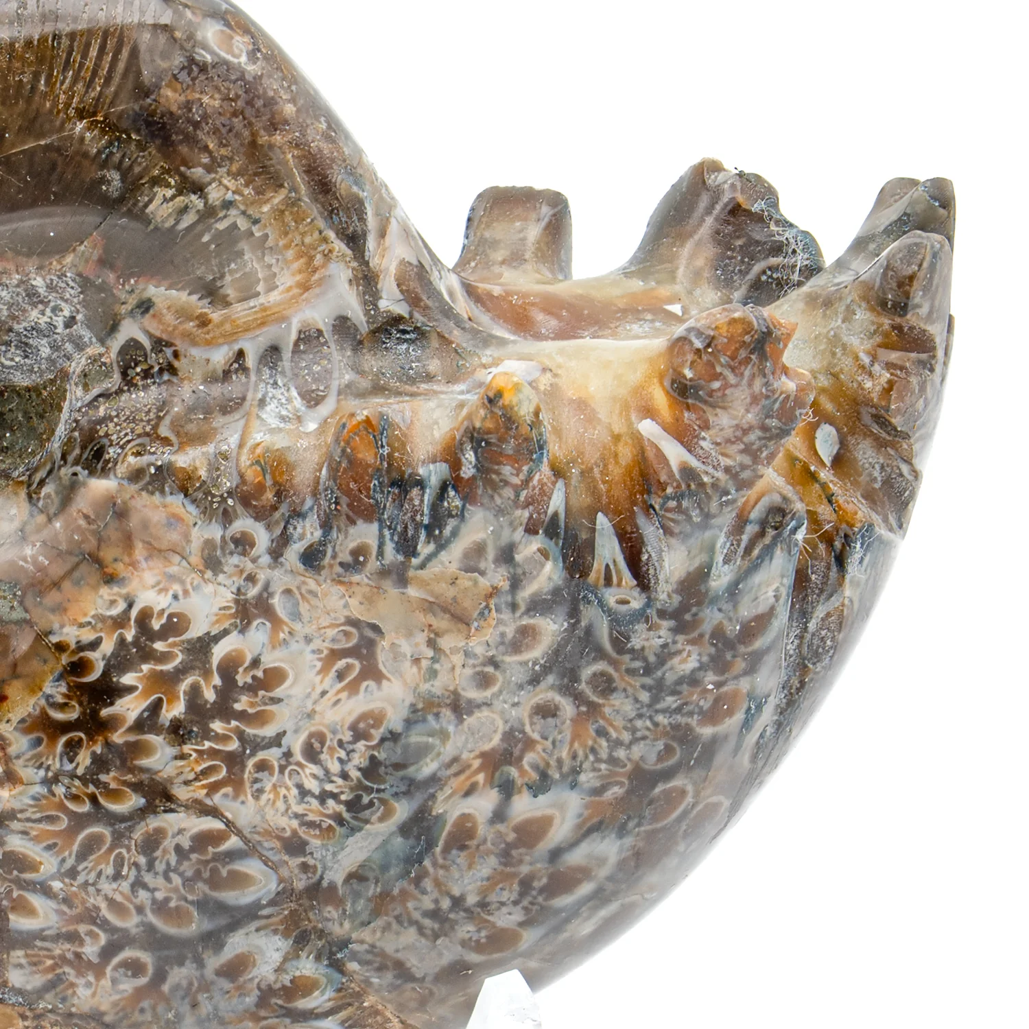 Polished Sutured Ammonite - 2.944" Phylloceras - Image 2