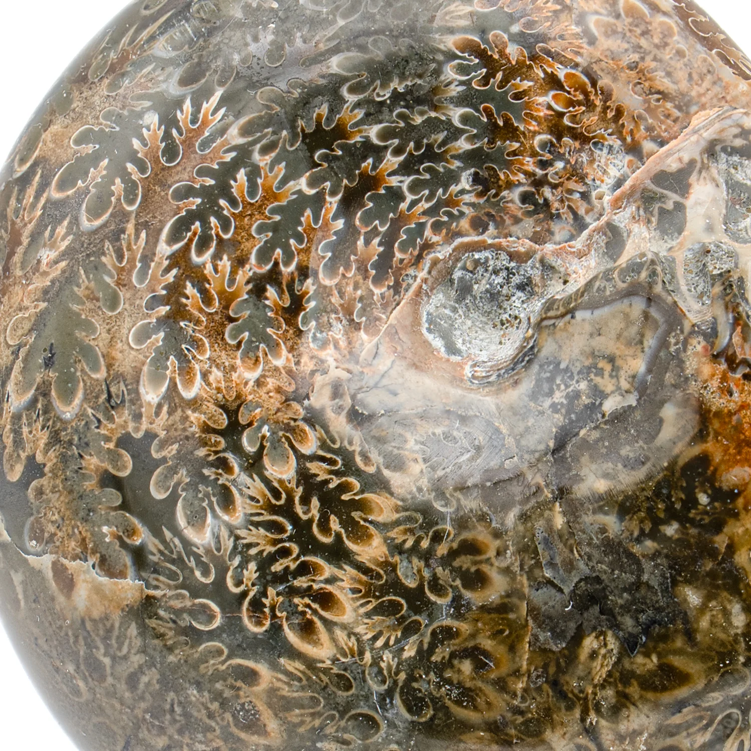 Polished Sutured Ammonite - 2.972" Phylloceras - Image 2