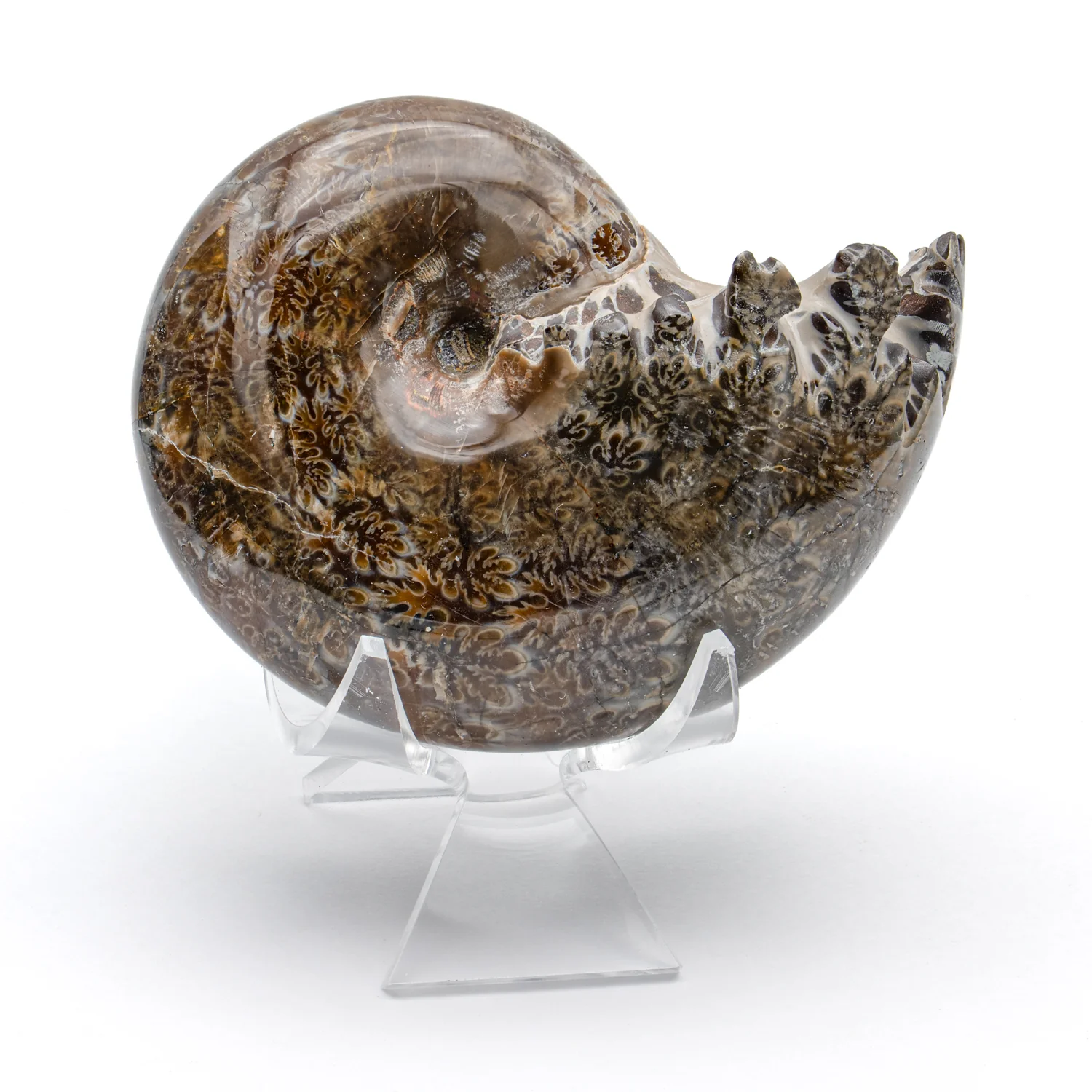 Polished Sutured Ammonite - 3.057" Phylloceras