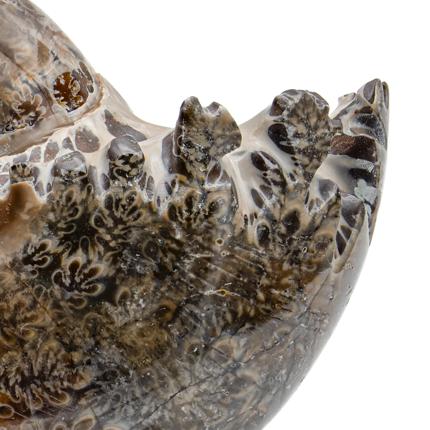 Polished Sutured Ammonite - 3.057" Phylloceras - Image 2