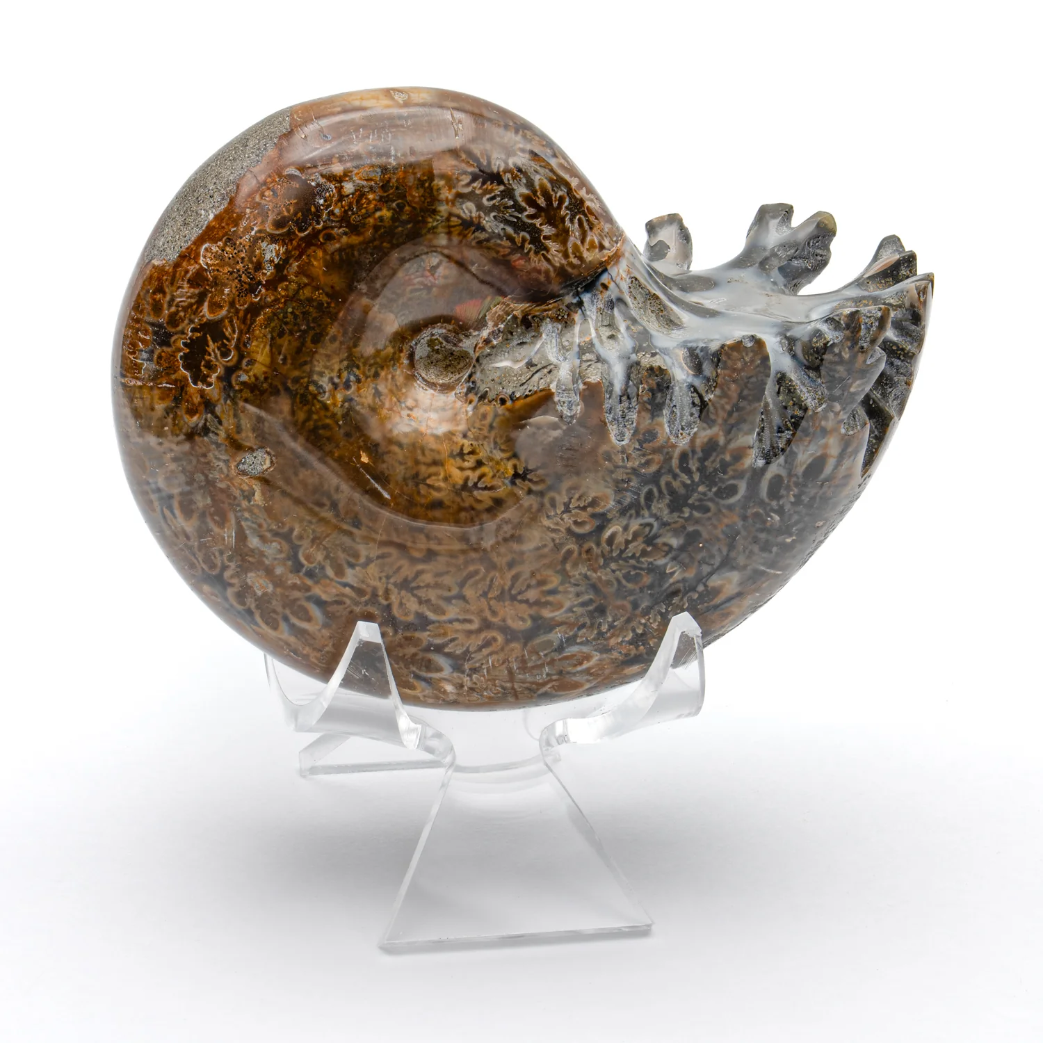Polished Sutured Ammonite - 3.184" Phylloceras