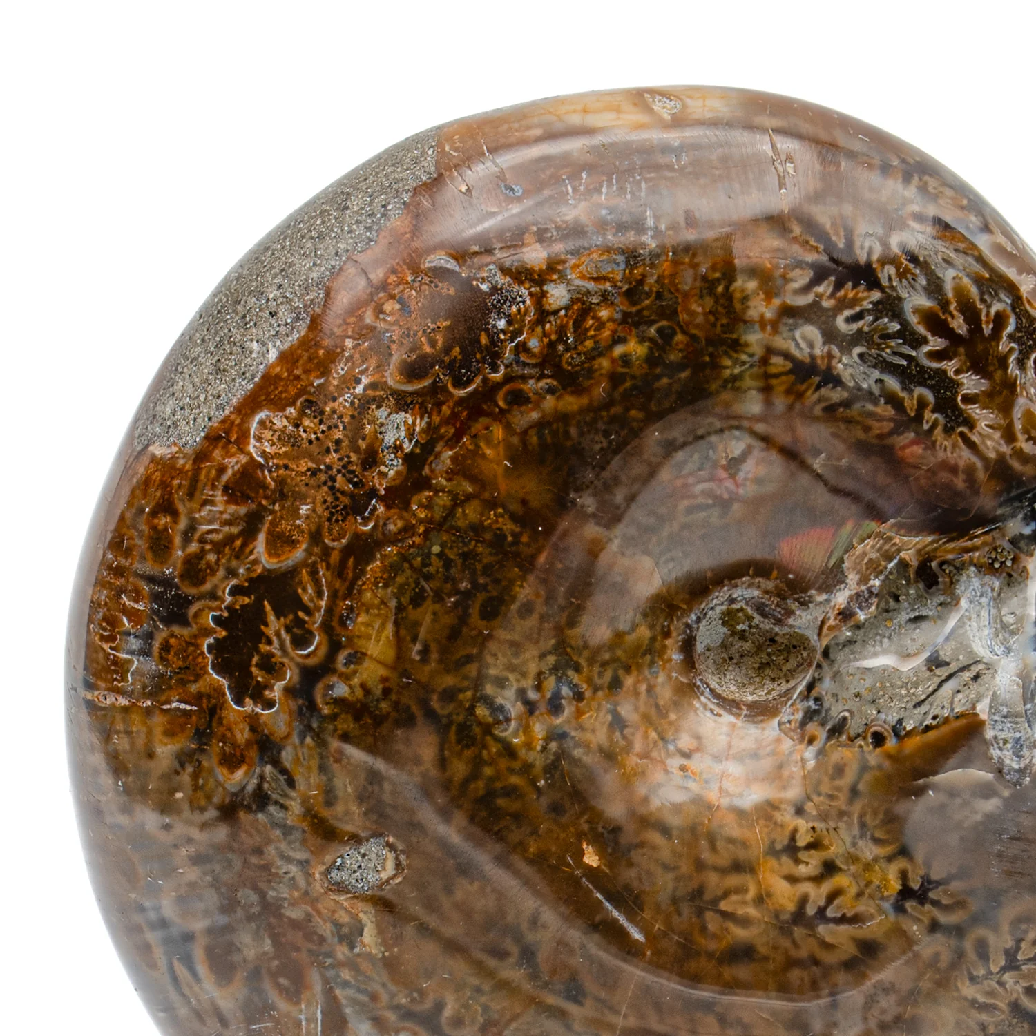 Polished Sutured Ammonite - 3.184" Phylloceras - Image 2