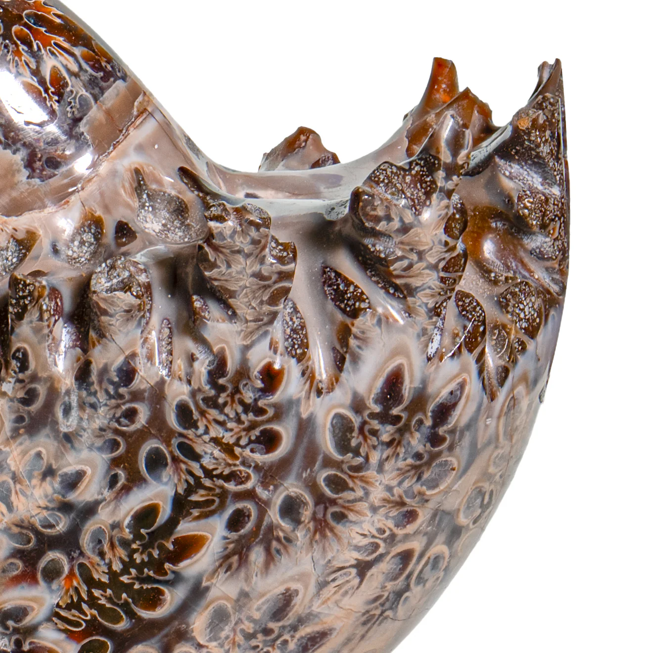 Polished Sutured Ammonite - SOLD 3.88" Phylloceras - Image 2
