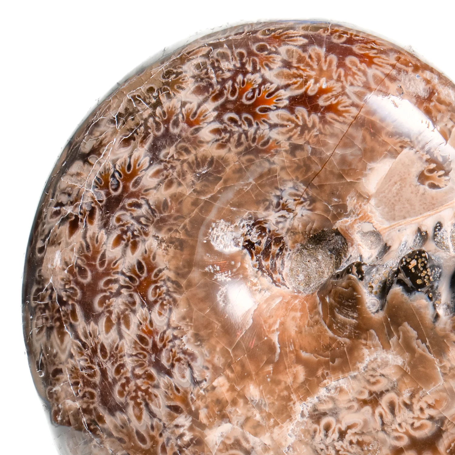 Polished Sutured Ammonite - SOLD 3.99" Phylloceras - Image 2