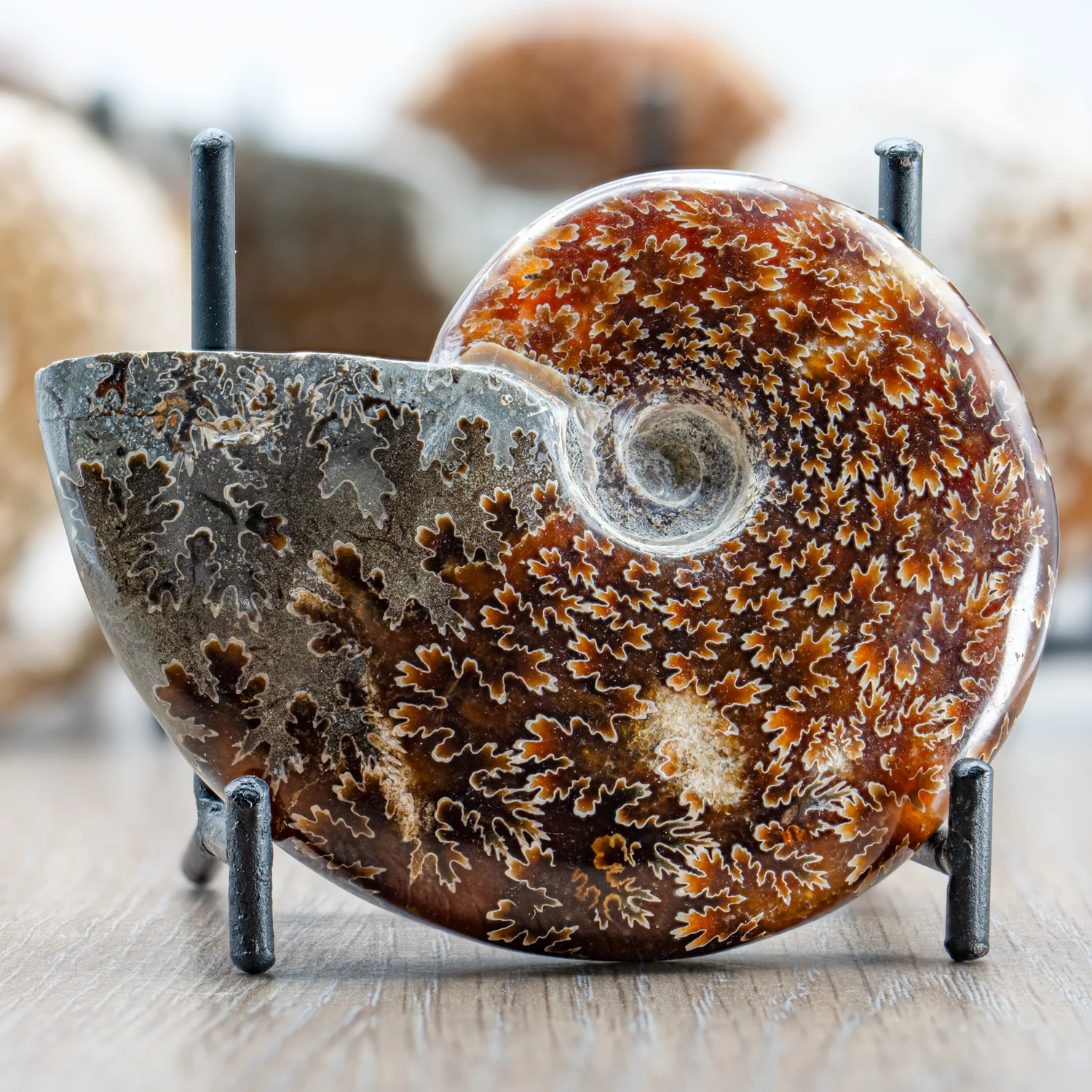 Polished Handheld Ammonite - Cleoniceras - Image 3