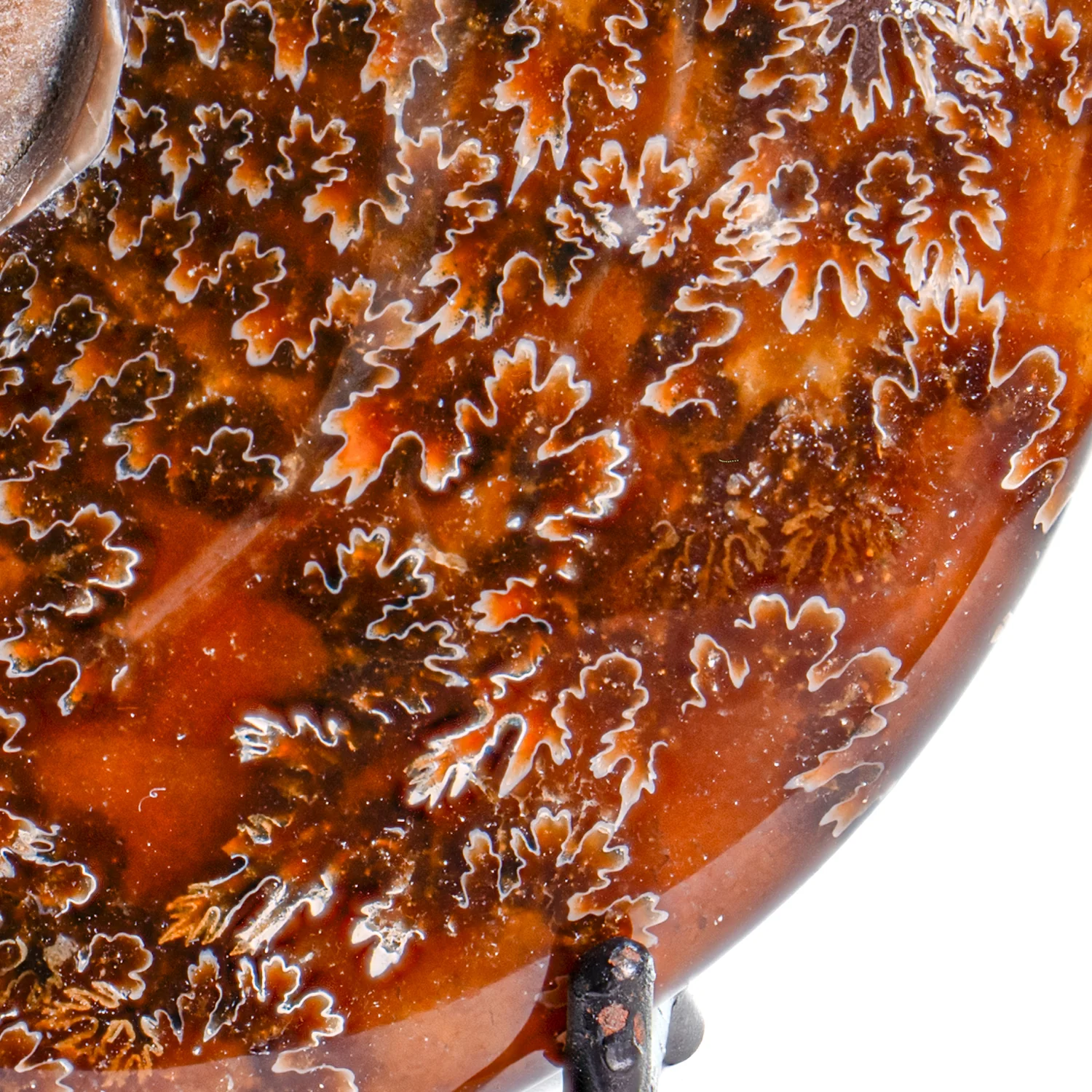 Polished Sutured Ammonite - 4.11" Cleoniceras - Image 3