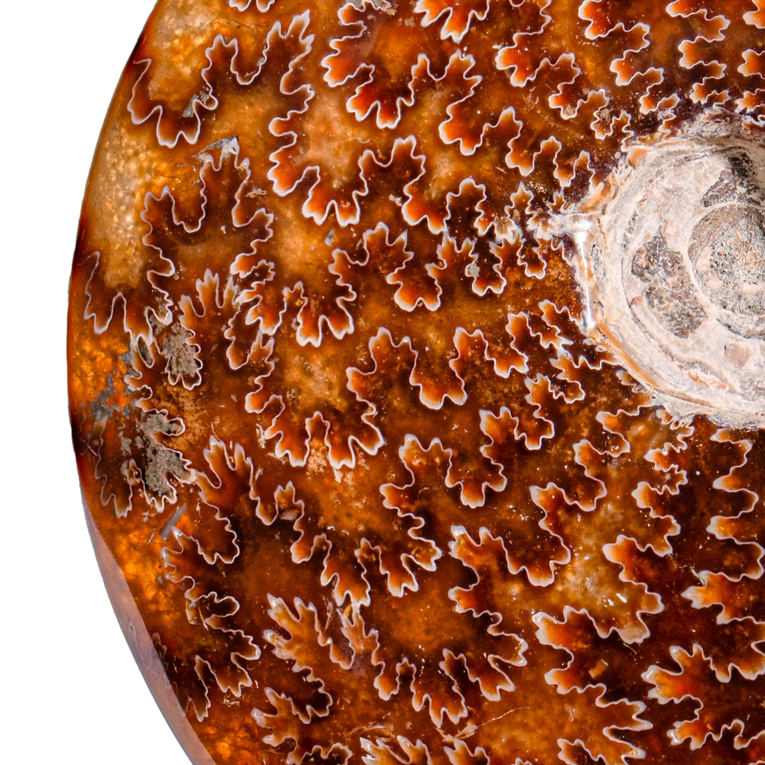 Polished Sutured Ammonite - SOLD 4.12" Cleoniceras - Image 2