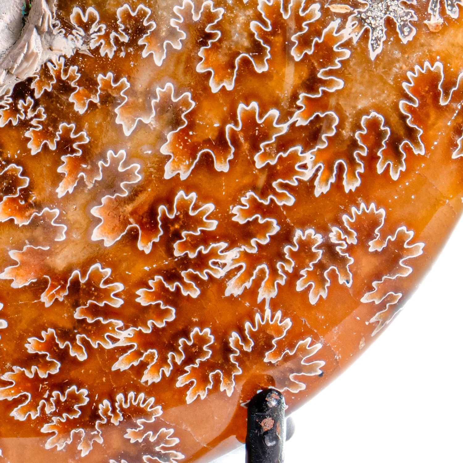 Polished Sutured Ammonite - 4.14" Cleoniceras - Image 3