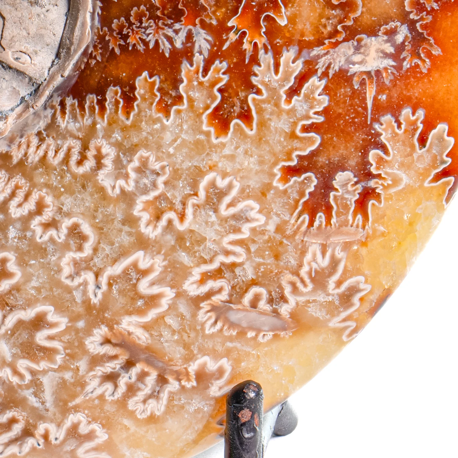 Polished Sutured Ammonite - 4.17" Cleoniceras - Image 3