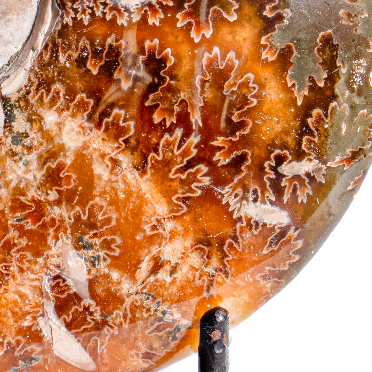 Polished Sutured Ammonite - SOLD 4.20" Cleoniceras - Image 2