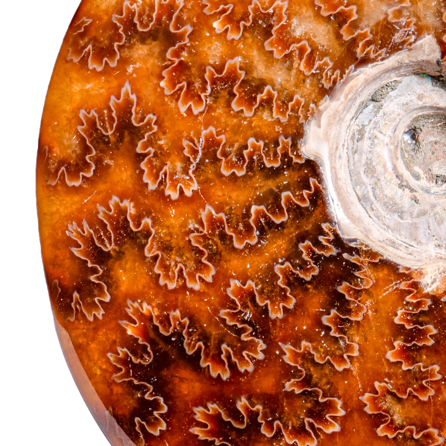 Polished Sutured Ammonite - SOLD 4.20" Cleoniceras - Image 3