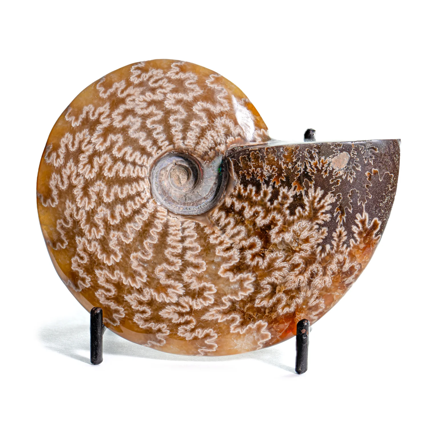 Polished Sutured Ammonite - SOLD 4.23" Cleoniceras