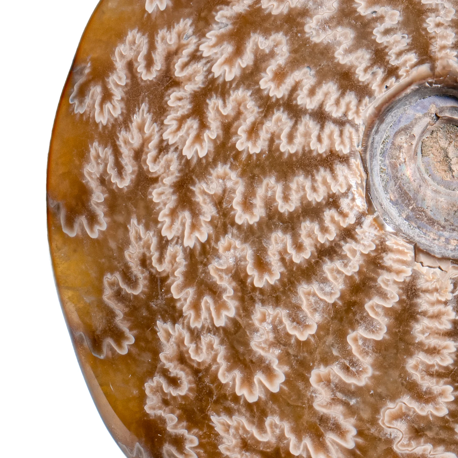 Polished Sutured Ammonite - SOLD 4.23" Cleoniceras - Image 2