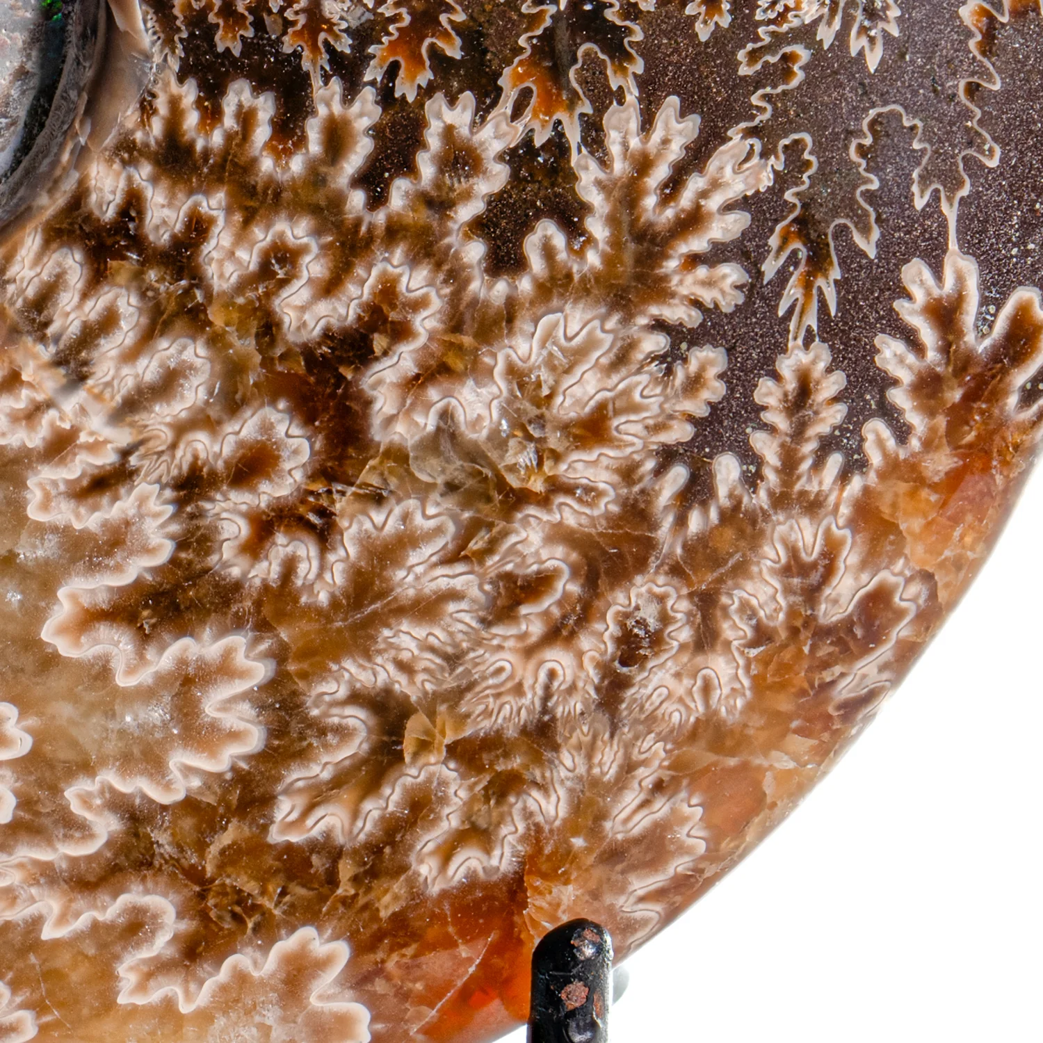 Polished Sutured Ammonite - SOLD 4.23" Cleoniceras - Image 3