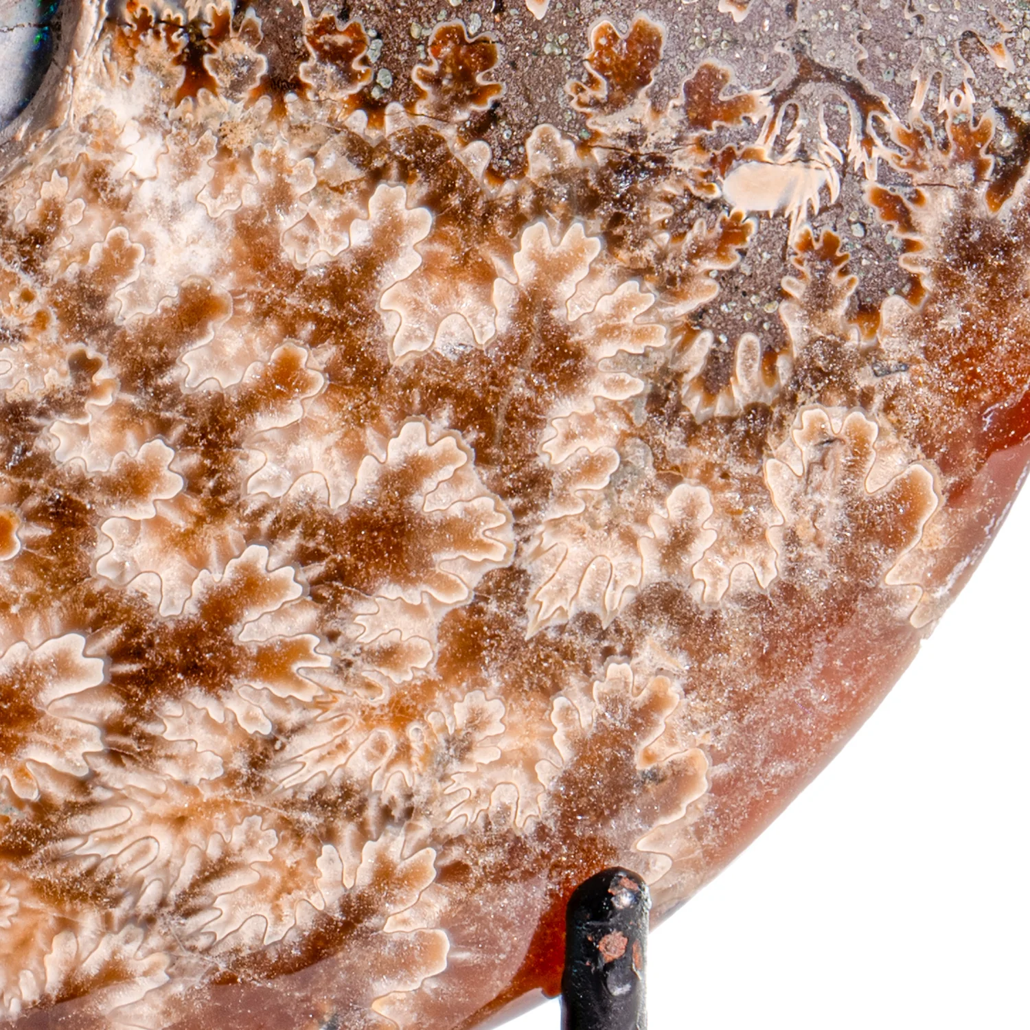 Polished Sutured Ammonite - 4.27" Cleoniceras - Image 3